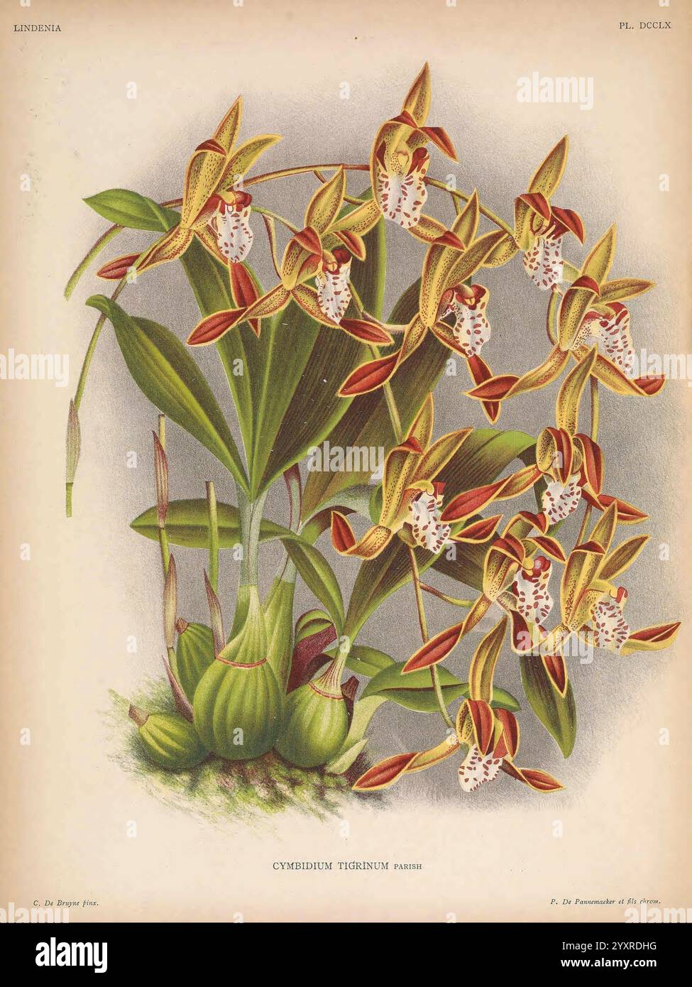 Lindenia Gand [Belgique] impr. F. Meyer-van Loo 1885-1906 guides de classification identification nomenclature nomenclature populaire Orchidaceae orchidées œuvres picturales terminologie fleurs tiges feuilles, montrant un amas d'orchidées Cymbidium tigrinum, cette illustration met en évidence la beauté unique de ces fleurs complexes. Caractérisées par leurs feuilles vertes allongées et leurs fleurs saisissantes, les orchidées présentent une combinaison de jaunes riches et de rouges profonds. Chaque fleur présente des motifs délicats avec des marques complexes, ajoutant à leur charme. La composition souligne à la fois l'accur botanique Banque D'Images