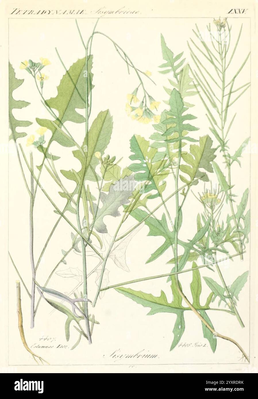 Icones Florae Germanicae et Helveticae, simul Pedemontanae, Tirolensis, Istriacae, Dalmaticae, Austriacae, Hungaricae, Transylvanicae, Moravicae, Borussicae, Holsaticae, Belgicae, Hollandicae, ergo Mediae Europae. Lipsiae, F. Hofmeister 1834-1912. [v. 1, 1850], Europe, œuvres picturales, plantes, L'œuvre présente une illustration botanique mettant en valeur plusieurs plantes, chacune caractérisée par des formes de feuilles et des structures florales distinctes. La composition comprend des feuilles allongées et minces typiques de certaines plantes crucifères, ainsi que des feuilles plus larges et lobées qui suggèrent une variété d'espèces. Jaune délicat Banque D'Images