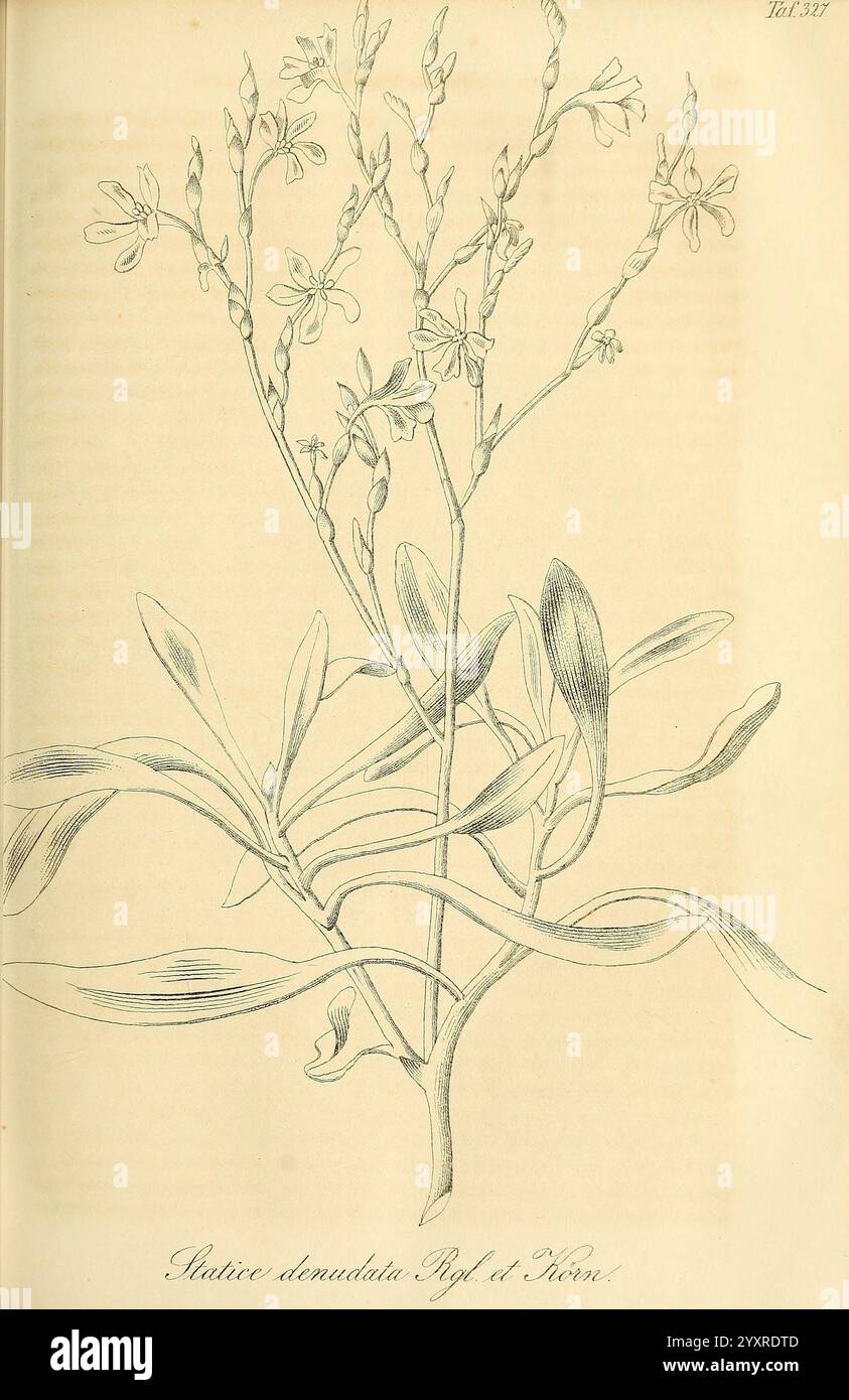 Gartenflora. Erlangen, F. Enke, 1852-1940, botanique, jardinage, Allemagne, périodiques, plantes, ornemental, plante., illustration botanique représentant la plante *Staticus denudatus*. L'œuvre met en valeur les caractéristiques délicates de la plante, y compris les tiges minces, les feuilles allongées et les grappes de petites fleurs qui fleurissent le long des branches. Les détails complexes soulignent les textures des feuilles et les variations subtiles des formes des fleurs, contribuant à l'élégance globale de la composition. Sous l'illustration, le nom scientifique est élégamment inscrit. Banque D'Images