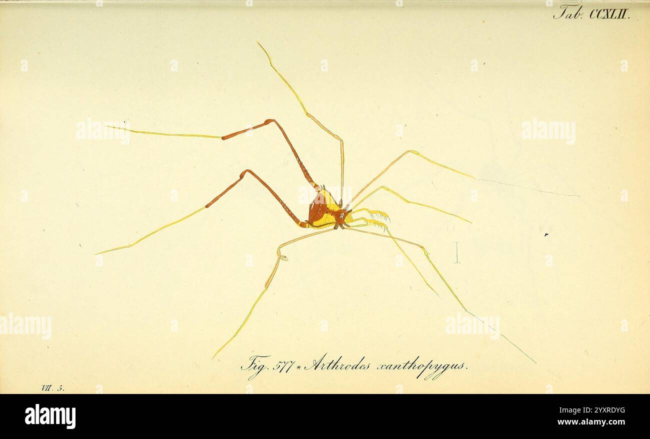 Die Arachniden, Nürnberg, in der C. H. Zeh'schen Buchhandlung, 1831-1848, arachnida, Une illustration détaillée d'une araignée du genre Micrommata, mettant en valeur ses caractéristiques distinctives. L'araignée est représentée dans un style détaillé et scientifique, mettant en évidence ses longues et fines pattes qui s'étendent vers l'extérieur et son abdomen bulbeux. Le corps est représenté dans des tons de jaune et d'orange, contrastant avec les lignes délicates des jambes. De plus, l'illustration est accompagnée d'annotations scientifiques, y compris le nom de l'espèce et d'autres informations d'identification, soulignant son importance dans entomologi Banque D'Images