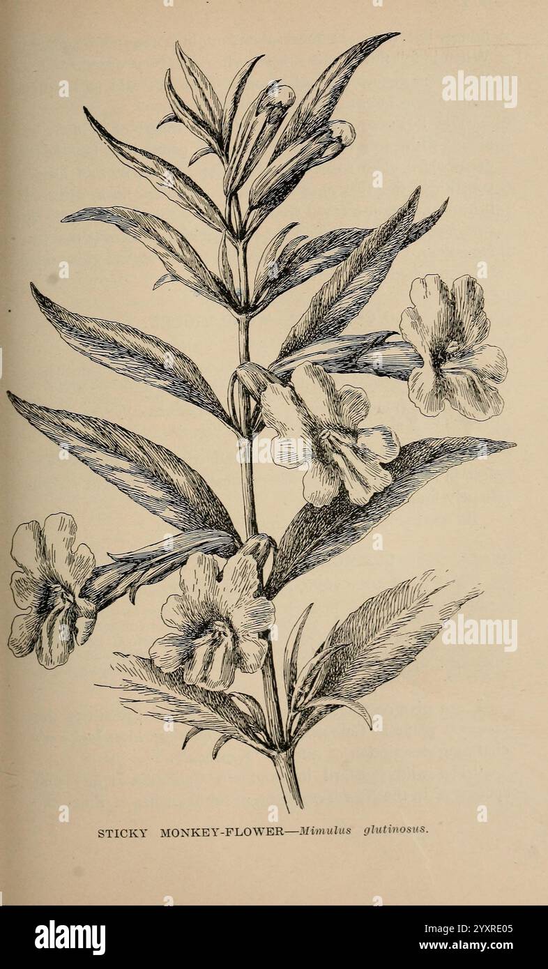 Les fleurs sauvages de Californie, San Francisco, Payot, Upham, & Company, 1902. Californie, fleurs sauvages, Mimulus aurantiacus, l'illustration montre la fleur du singe collant, scientifiquement connue sous le nom de Mimulus glutinosus. Cette plante présente des feuilles allongées en forme de lance qui sont disposées de manière opposée le long de la tige, lui donnant un aspect luxuriant. Les fleurs délicates, caractérisées par leur forme en trompette, présentent cinq pétales avec de légers volants sur les bords. La coloration des fleurs varie du jaune à l'orange, attirant les pollinisateurs. La structure globale de la plante suggère un thri Banque D'Images