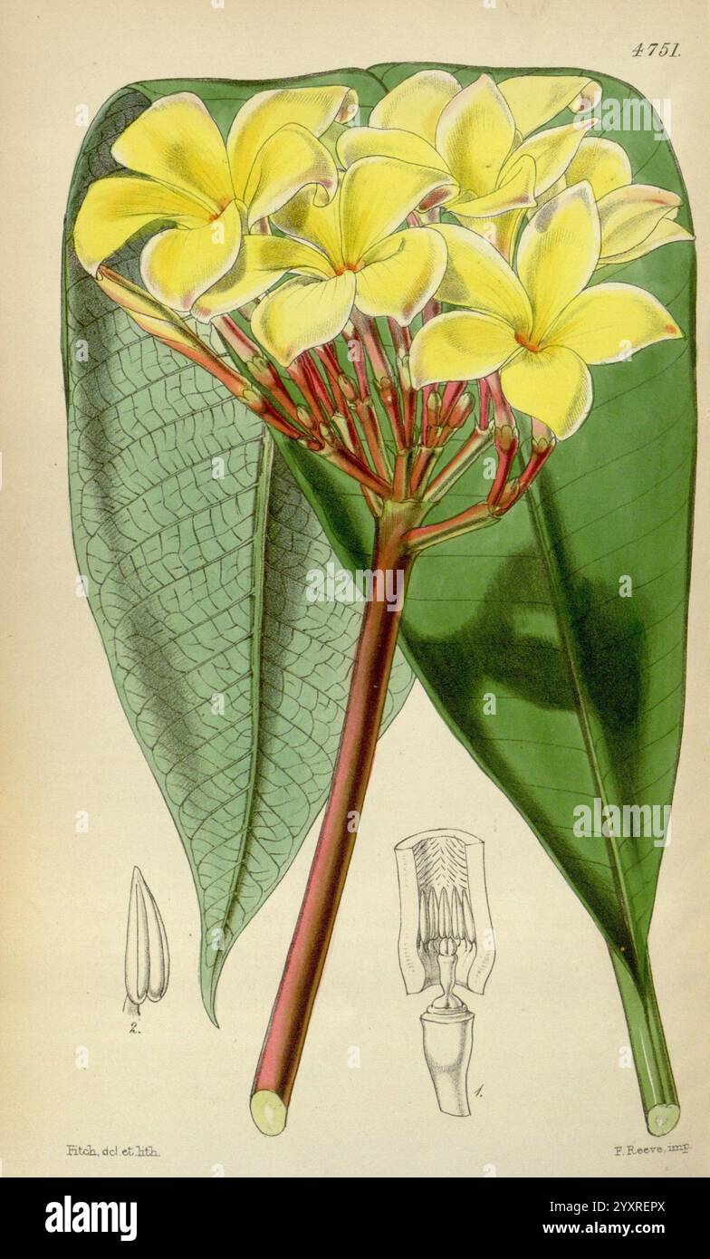 Curtis's Botanical Magazine Londres, New York Botanical illustration botanique périodiques botaniques œuvres picturales plantes ornementales Curtis, Un amas vibrant de fleurs jaunes avec cinq pétales distincts gracieusement disposés sur des tiges rouges minces, entourées de grandes feuilles vertes luxuriantes. Ces fleurs sont placées sur un fond neutre, permettant à leur couleur vive de se démarquer. Dans le coin inférieur gauche, des illustrations détaillées indiquent la structure d'un bourgeon floral et une section de l'anatomie florale, donnant un aperçu des caractéristiques reproductives de la plante. Les étiquettes botaniques accompagnant améliorent l'ed Banque D'Images