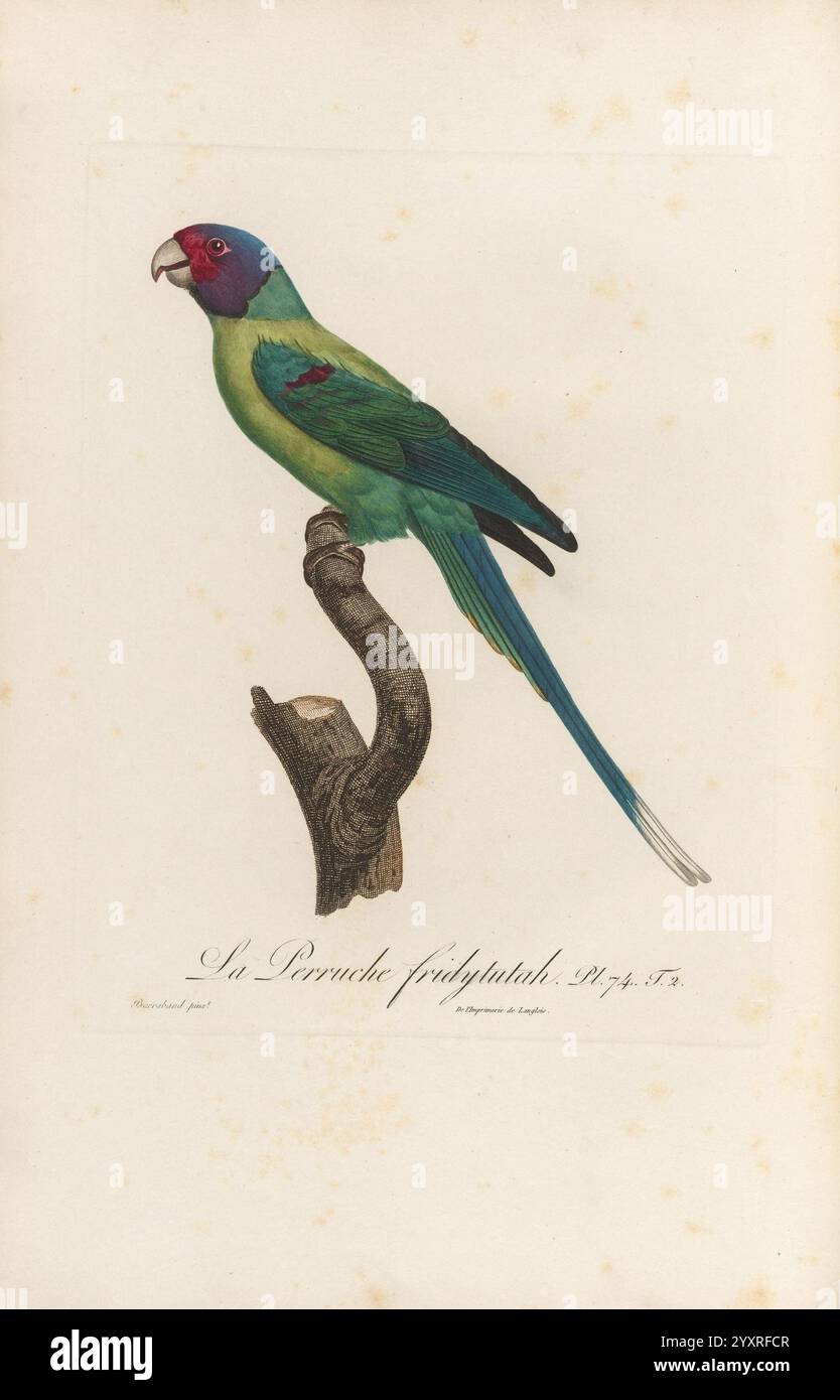 Histoire, naturelle, des, perroquets, A, Paris, chez, Levrault, an, IX, 1801, an, XIII, 1805, psittacula, Cyanocephala, Perruche aux illustrations éclatantes perchée gracieusement sur une branche, mettant en valeur son plumage saisissant. L'oiseau présente un corps vert vif complété par des marques rouges sur sa tête, tandis que ses ailes affichent un riche spectre de bleus et de verts. La représentation détaillée souligne les textures complexes de ses plumes et la position naturelle de l'oiseau, suggérant un moment capturé dans la nature. Sous la perruche, le nom scientifique est élégamment présenté, mettant en valeur le natu savant Banque D'Images