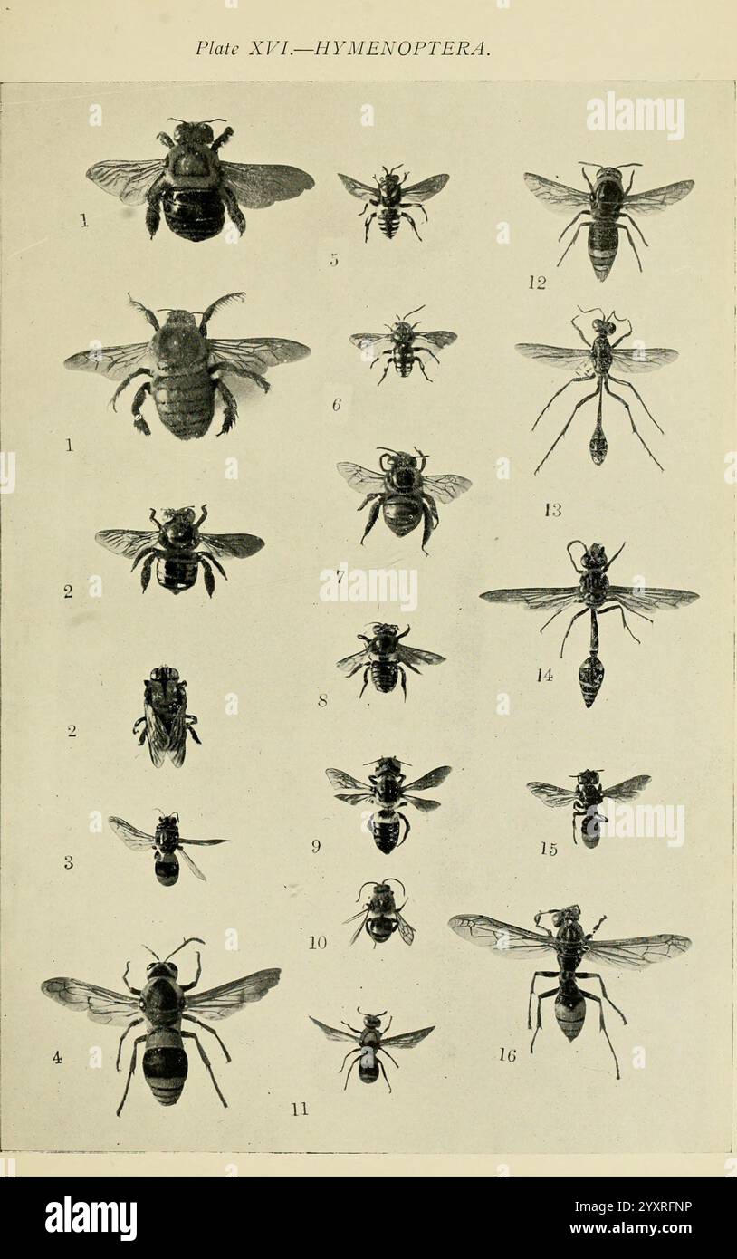Insectes australiens Sydney W. Brooks 1907 Australie insectes Arthropoda Hymenoptera Vespidae Apidae Eumenidae Andrenidae Cerceris Hyleoides concinna Australia Lestis aeratus Xylocopa aeratus Hyleoides concinna Polistes epidus Xylocopa aestuans Philanthidae Sphegidae Xylocopa aestuans Lestis aeratus Xylocopa aeratus Crocisa dula Crocisa Banque D'Images