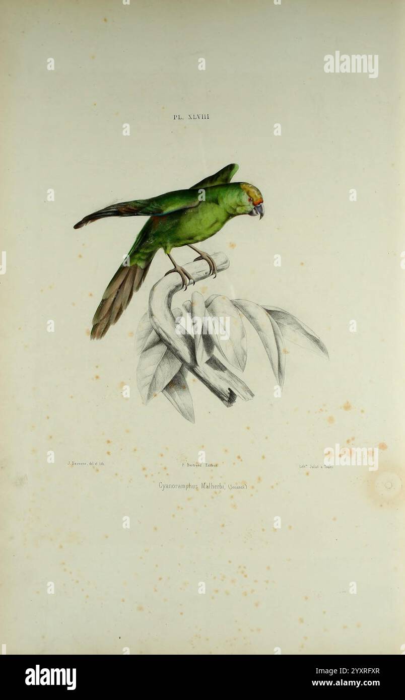Iconographie des perroquets Paris P. Bertrand 1857 perroquets œuvres picturales œuvres populaires oiseaux perroquet Cyanoramphus malherbi perruche de Malherbe espèce NZ Nouvelle-Zélande, Un perroquet vert bien illustré perché sur une branche aux feuilles délicates. Le perroquet présente un plumage vert vif complété par de subtiles notes de jaune sur son front et un bec orange frappant. Le rendu détaillé capture les textures des plumes et le design complexe des feuilles, ajoutant une élégance naturelle à la composition. Sous le perroquet, le nom scientifique ''Ognorhynchus icterotis'' est élégant Banque D'Images