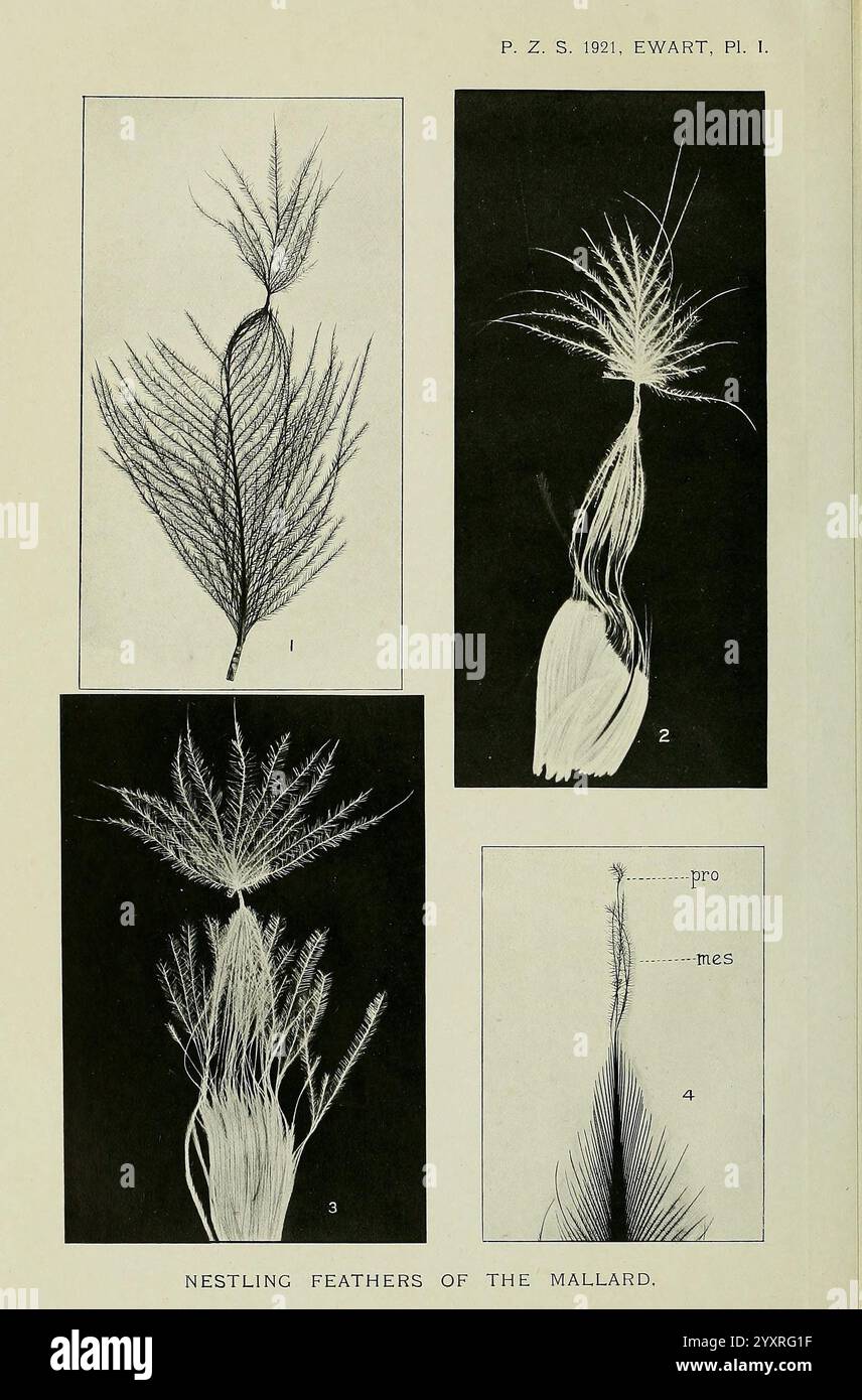 Proceedings of the Zoological Society of London, London, Academic Press Periodicals, Zoology., l'image présente une étude détaillée des plumes nichées du canard colvert, illustrant quatre spécimens distincts. Le premier spécimen présente un arrangement gracieux de longues et fines structures de plumes, soulignant les motifs complexes. Le deuxième spécimen présente un amas unique, avec des plumes individuelles rayonnant dans une formation en éventail. La troisième exposition poursuit l'exploration de la morphologie des plumes, mettant en évidence un groupement dense avec des textures et des longueurs variables. Enfin, la quatrième spec Banque D'Images