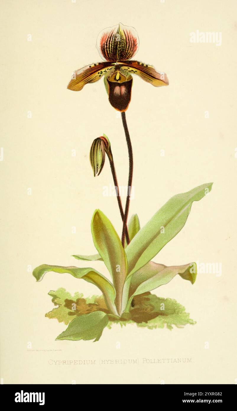 über, Orchideen, Berlin, Parey, 1896, Orchidaceae, l'illustration présente une orchidée frappante avec une forme distinctive et des motifs complexes. Ses grandes structures en forme de pétales sont élégamment agencées, affichant un riche mélange de couleurs et de textures. À la base, de larges feuilles vertes offrent une toile de fond luxuriante, contrastant avec la forme unique de la fleur. La floraison centrale de l'orchidée se caractérise par ses détails vibrants, y compris des taches et des rayures qui ajoutent à son allure. Accompagnant la fleur principale, une floraison bourgeonnante évoque le cycle de vie et la croissance naturelle de la plante. L'étiquette à la bott Banque D'Images