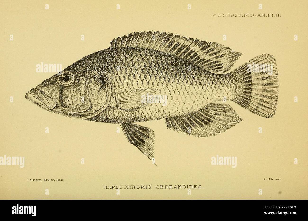 Proceedings of the Zoological Society of London, London, Academic Press Periodicals, Zoology, FISH, une illustration complexe d'un poisson, spécifiquement identifié comme Haplochromis superciliosus. L'image montre le poisson dans une vue latérale, mettant en évidence son corps allongé, sa nageoire dorsale proéminente et ses motifs d'écailles distincts. Des textures détaillées représentent les traits du visage du poisson, y compris ses grands yeux et sa bouche. Cette représentation saisit les détails anatomiques et les caractéristiques uniques de l’espèce, servant à la fois de référence scientifique et de représentation artistique de la vie aquatique. Banque D'Images