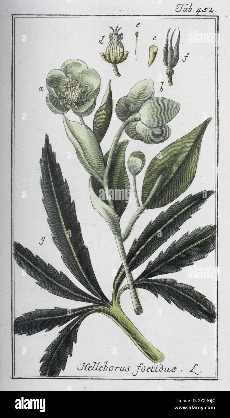 Icones Plantarum Medicinalium, Nürnberg, auf Kosten der Raspischen Buchhandlung, 1779-1790, botanique, médicale, œuvres picturales, L'illustration présente une représentation botanique d'Helleborus foetidus, communément appelé Hellebore puant. Les feuilles caractéristiques de la plante, palmées et profondément lobées, sont bien visibles. Le dessin capture plusieurs étapes du développement de la plante, mettant en valeur sa structure fleurie avec des représentations détaillées des fleurs et des bourgeons. Les fleurs, disposées en grappe, présentent une couleur vert pâle, tandis que les annotations étiquetées indiquent différentes Banque D'Images