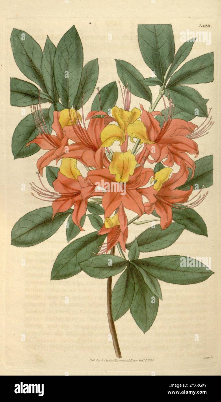 Curtis's Botanical Magazine. Londres New York Botany Periodicals Pictorial Works Curtis, Une représentation vibrante d'une plante à fleurs présentant des grappes de fleurs dans les tons orange et jaune, entourées de feuilles vertes luxuriantes. Les pétales complexes sont délicatement disposés, avec des étamines allongées émergeant du centre, ajoutant de la profondeur et un intérêt visuel. Les feuilles, avec une texture riche et une coloration profonde, offrent un fond contrasté qui rehausse la beauté des fleurs. Cette illustration botanique capture l’élégance et les détails de l’anatomie de la plante, soulignant son charme naturel. Banque D'Images