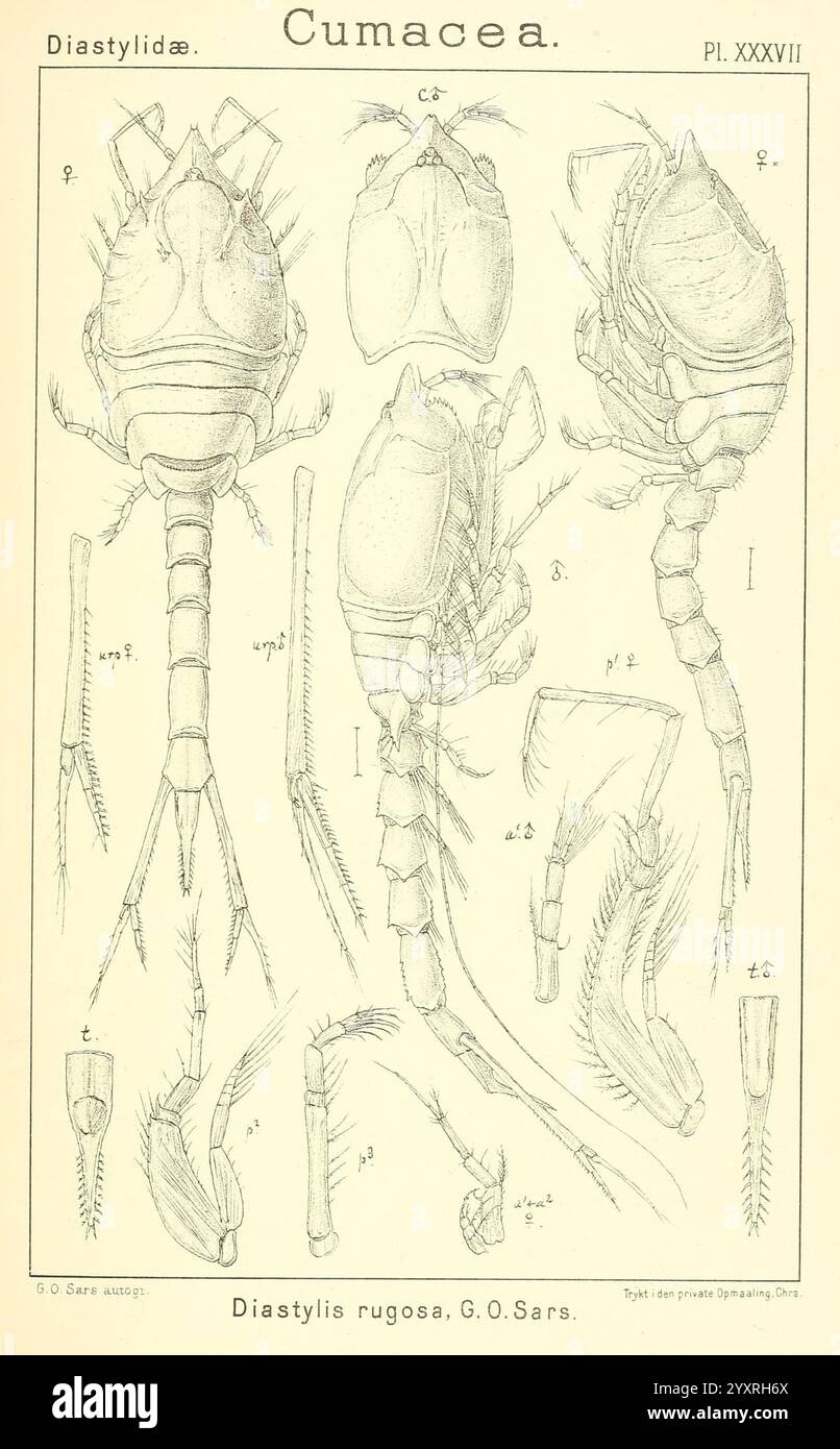 Un récit des crustacés de Norvège, Christiania, A. Cammermeyer, 1895-1928, crustacés, Norvège, crustacés, cette illustration présente des croquis anatomiques détaillés de la famille des Diastylidae, mettant en évidence spécifiquement l’espèce Diastylis rugosa, identifiée par G. O. Sars. L'image comporte plusieurs vues, y compris des perspectives dorsale, latérale et ventrale, permettant une compréhension complète de la morphologie de la créature. Chaque section est méticuleusement étiquetée, présentant diverses caractéristiques telles que le céphalothorax, les membres et les antennes, avec des notations spécifiques indiquant la mesure Banque D'Images