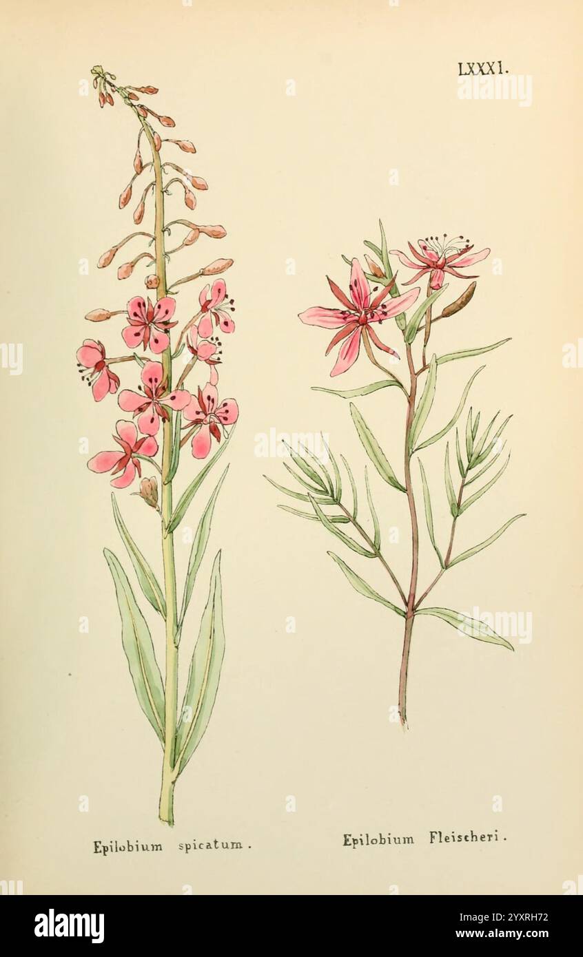 Fleurs de l'Engadine Winchester imprimé pour l'auteur par Warren et son 1891 engadine fleurs œuvres picturales plantes suisse, Une illustration botanique mettant en vedette deux espèces distinctes de plantes à fleurs. À gauche, *Epilobium spicatum*, caractérisé par une épi haute et mince ornée de petites fleurs roses qui s’ouvrent en grappes le long de la tige. Les feuilles sont lancéolées, s'étendant à partir de la base de la plante, et sont disposées alternativement le long de la tige. A droite, *Epilobium Fleischeri*, présentant une structure similaire mais avec des formes et des arrangements floraux légèrement différents. Son fl Banque D'Images