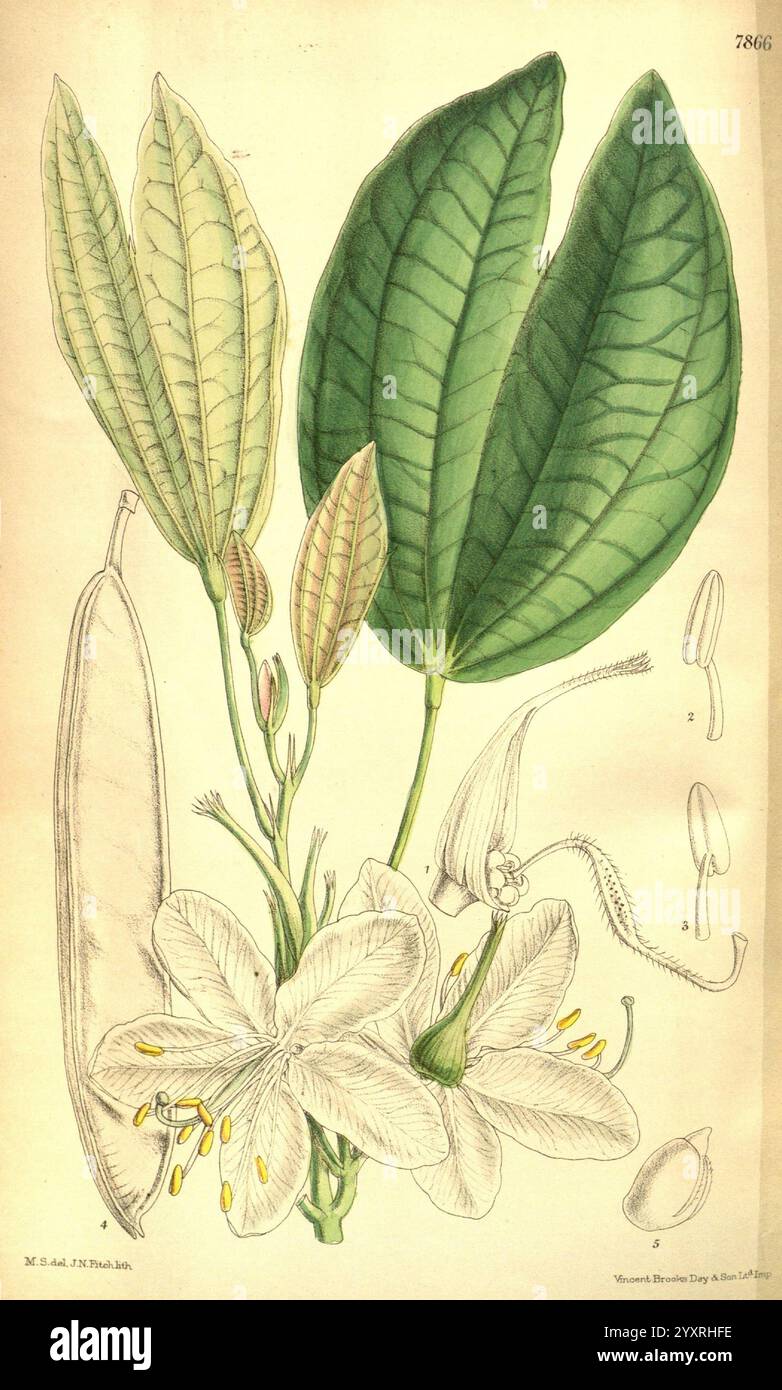 Curtis's Botanical Magazine, Londres, New York, botanique, périodiques, œuvres picturales, Bauhinia acuminata, Bauhinia blanche naine, Inde, Himalaya, Chine, péninsule malaise, Myanmar, Mathilda Smith, arthropode, fleurs, Joseph Dalton Hooker, femmes en science, Matilda Smith, l'illustration présente une étude botanique mettant en vedette une plante à fleurs. Proéminentes au centre sont de délicates fleurs blanches avec de multiples pétales minces et plusieurs petites étamines jaunes, disposées dans une formation élégante. Entourant les fleurs sont larges et vives feuilles vertes, certaines affichant des veines complexes et des formes variables, Banque D'Images