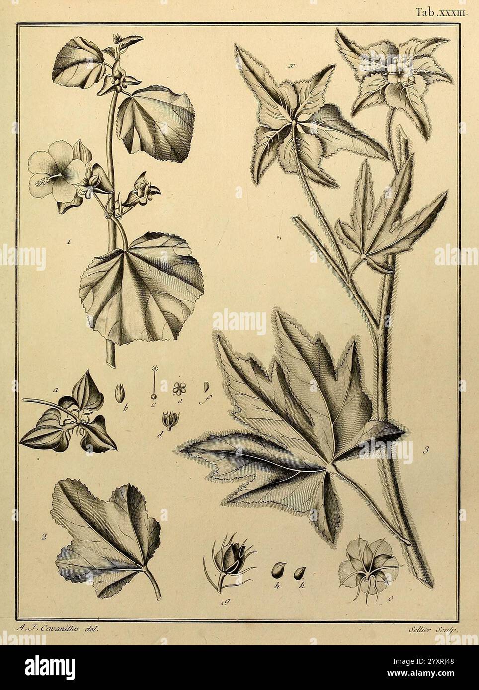 Monadelphiae, classis, dissertationes, decem, Parisiis, APUD F.A. Didot, 1785-1790, plantes, spermatophytes, œuvres picturales, L'illustration présente une étude botanique de diverses parties de plantes, montrant de manière bien visible les structures de floraison et de fructification d'une espèce. En haut, plusieurs fleurs stylisées révèlent des formes de pétales complexes et de légères variations florales. Ci-dessous, les feuilles sont représentées avec des motifs veineux détaillés et des textures, mettant en valeur leurs formes distinctes. L'agencement comprend des sections étiquetées, indiquant différentes caractéristiques anatomiques telles que des boutons floraux, des graines et diverses feuilles Banque D'Images