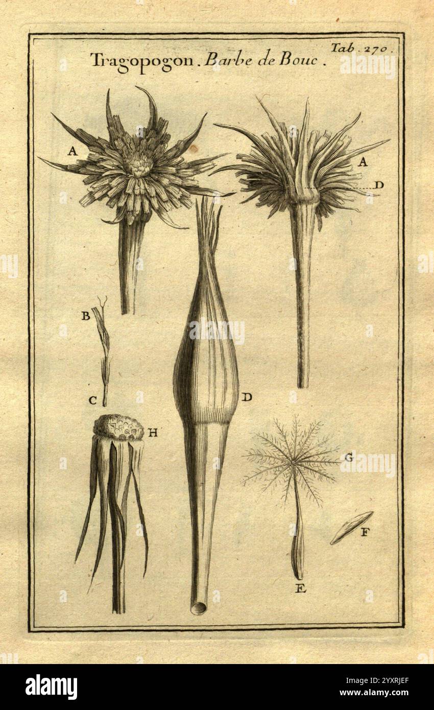 Josephi Pitton de Tournefort Institutiones Rei herbariæ Parisiis, E Typographia Regia, 1700-[1703] botanique, œuvres pré-linnéennes, une illustration présentant diverses étapes et parties de la plante de Tragopogon, communément appelée barbe à gosse. La conception comprend plusieurs composants étiquetés Banque D'Images