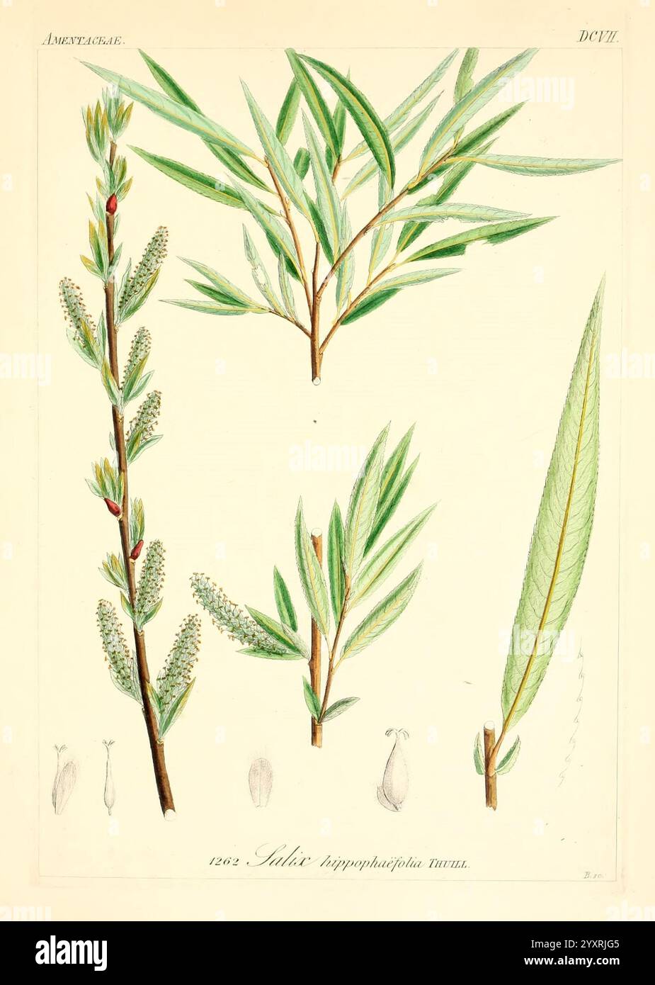 Icones florae Germanicae et Helveticae, simul Pedemontanae, Tirolensis, Istriacae, Dalmaticae, Austriacae, Hungaricae, Transylvanicae, Moravicae, Borussicae, Holsaticae, Belgicae, Hollandicae, ergo Mediae Europae. Lipsiae, F. Hofmeister 1834-1912. [v. 1, 1850], Europe, œuvres picturales, plantes, L'illustration présente une étude botanique de l'espèce Salix angustifolia, communément appelée saule à feuilles étroites. La disposition présente plusieurs dessins détaillés de ses composants, y compris des tiges minces avec des feuilles allongées qui affichent une forme délicate et linéaire. Les veines foliaires proéminentes sont illustrées Banque D'Images