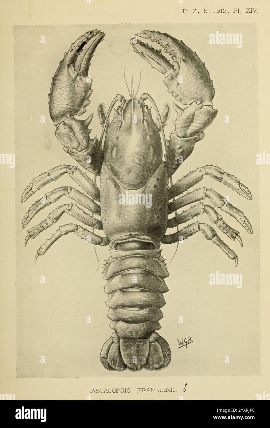 Proceedings of the Zoological Society of London, London, Academic Press, Periodicals Zoology Lobster, Une illustration détaillée d'un homard, en particulier l'espèce Astacopsis franklinii. La représentation met en valeur les griffes proéminentes du homard, son corps segmenté et ses multiples pattes, mettant en évidence l'anatomie complexe et les textures de son exosquelette. L'œuvre met l'accent sur la forme robuste et les caractéristiques distinctives du homard, contribuant à sa représentation en tant que crustacé marin remarquable. Banque D'Images