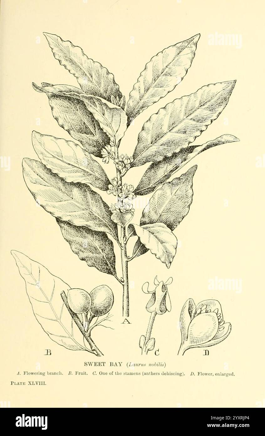 Arbres et arbustes des îles Britanniques, Londres, dent, 1909, botanique, grande-Bretagne, arbustes, arbres, cette illustration met en valeur la baie de Sweet (Lauras nobilis), détaillant divers aspects de la plante. Les composants étiquetés incluent Banque D'Images
