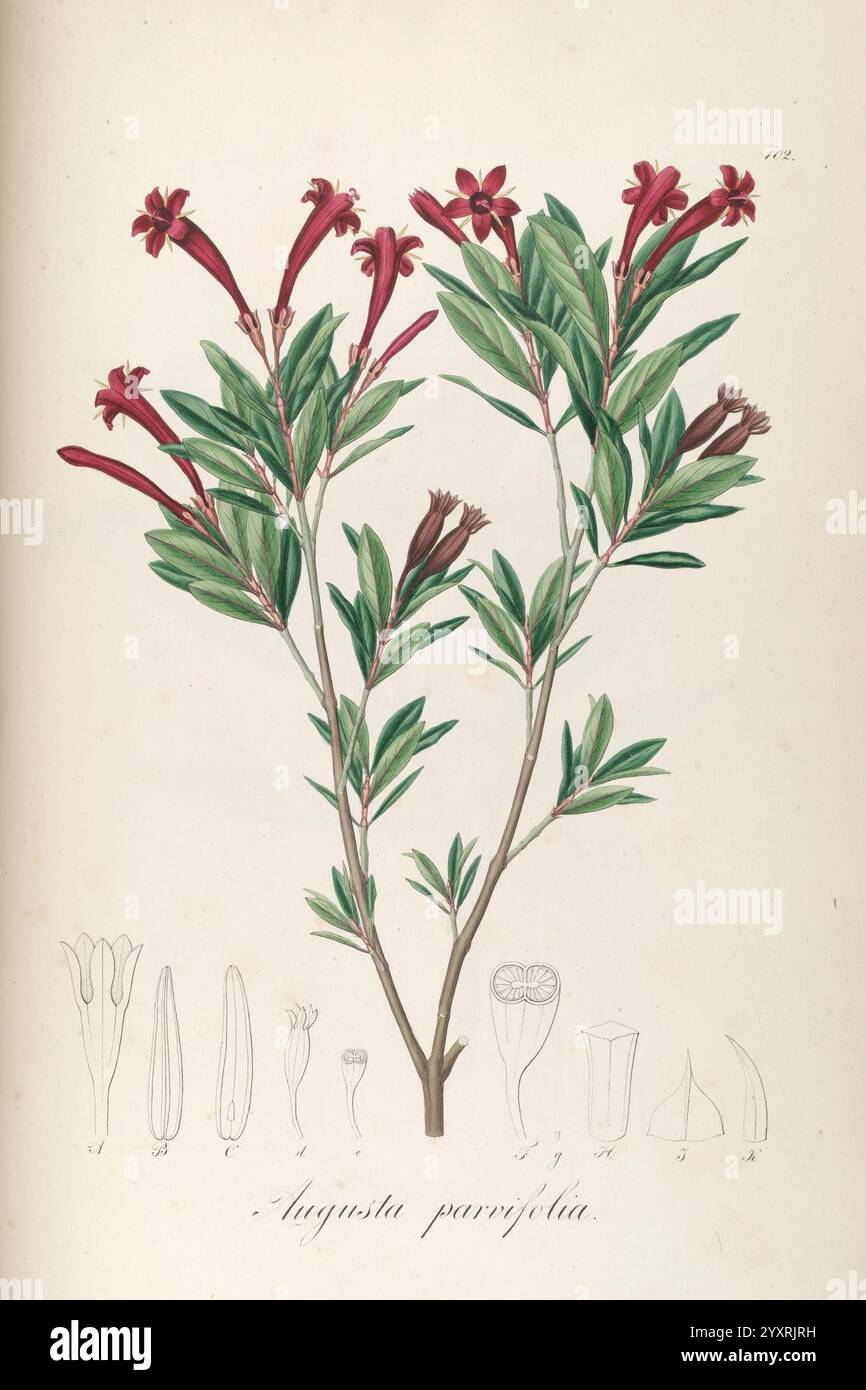 Plantarum Brasiliae icones et descriptiones hactenus ineditae, Vindobonae [Vienne], Antonii Strauss, 1827-1831, Brésil, Allemagne, couleur à la main, botanique, lithographie, 1827, support graphique, une illustration mettant en vedette la plante Agustia parvifolia, caractérisée par ses branches vertes feuillues et ses fleurs rouges éclatantes. La représentation centrale met en valeur la plante entière avec de multiples fleurs, tandis que des croquis détaillés en bas mettent en évidence diverses structures florales, y compris des tubes allongés et des formations en forme de coupe. Cette œuvre botanique souligne à la fois la beauté et les détails complexes de l'espèce, servin Banque D'Images