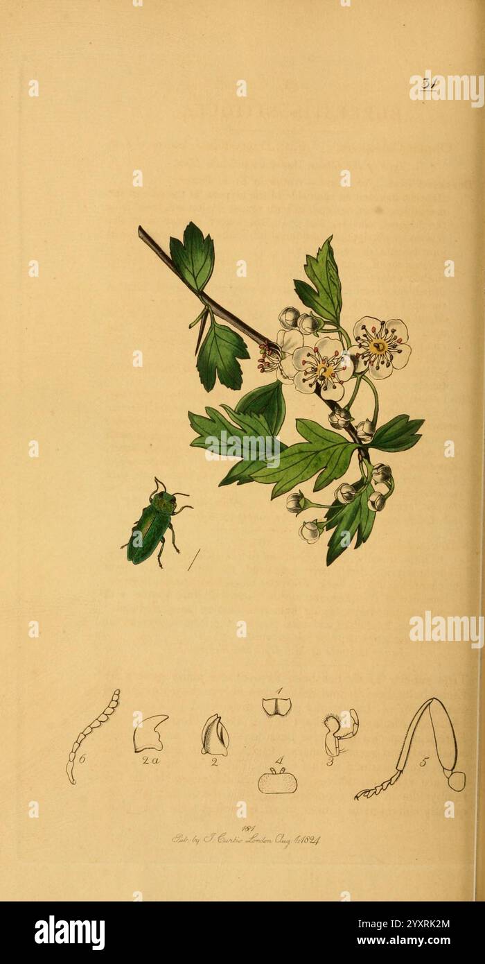 Entomologie britannique, v.2, Londres, imprimé pour l'auteur 1823-40, botanique, Grande-Bretagne, insectes, œuvres picturales, buprestis nitidula, anthaxia nitidula, crataegus oxyacantha, John Curtis, arthropode, arthropode, diversité éblouissante., illustration botanique mettant en valeur une branche fleurie aux délicates fleurs blanches et feuilles vertes. Niché au milieu du feuillage se trouve un coléoptère vert éclatant, ajoutant une touche de couleur à la scène. Au-dessous de l'illustration principale, une série de croquis plus petits décrivent diverses étapes de la vie et caractéristiques : une larve enveloppée, une vue stylisée d'un bourgeon de fleur, une coupe transversale d'un fruit, Banque D'Images