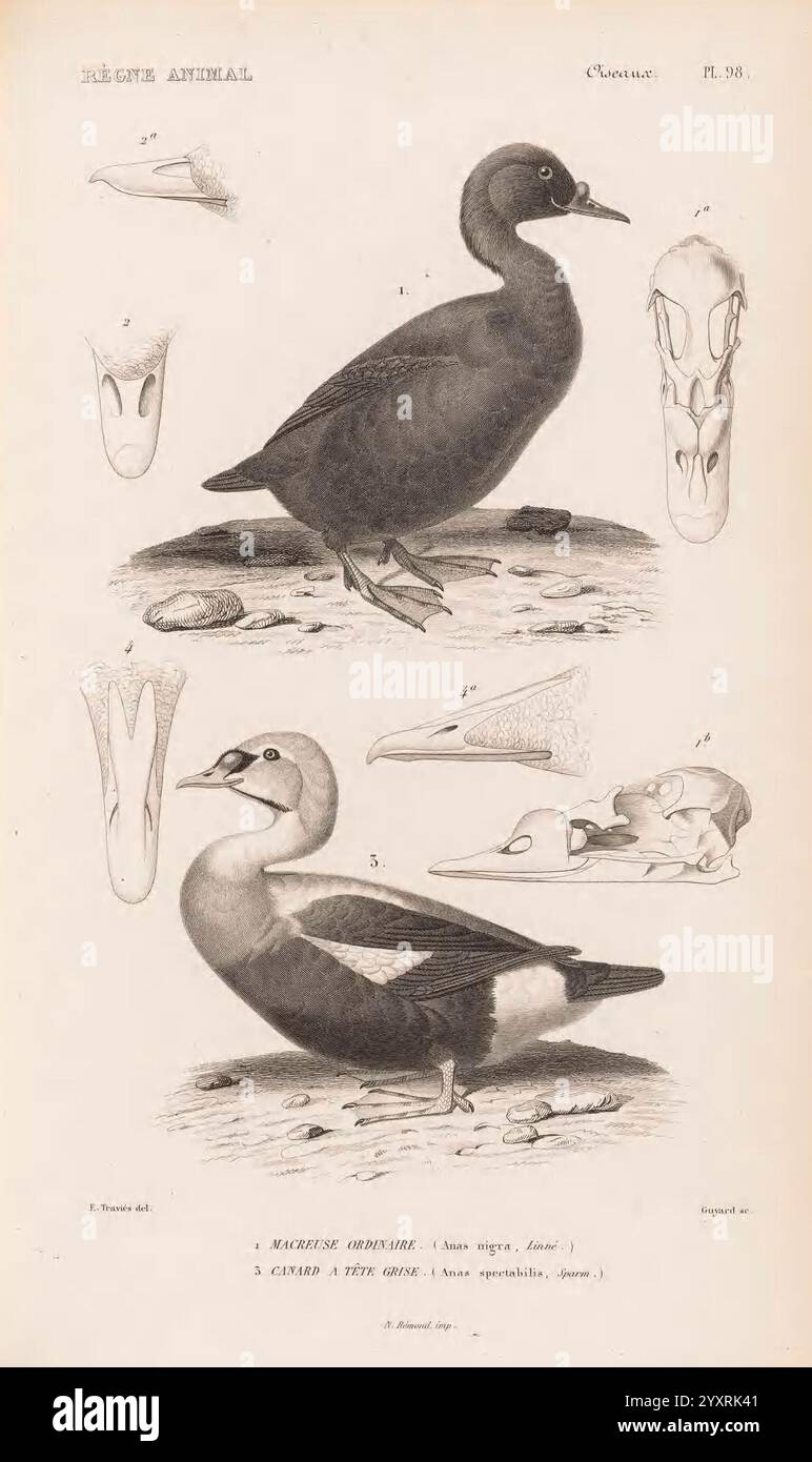 Classification comparative des animaux identification nomenclature z ...