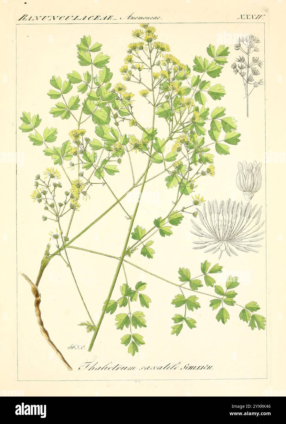 Icones florae Germanicae et Helveticae, simul Pedemontanae, Tirolensis, Istriacae, Dalmaticae, Austriacae, Hungaricae, Transylvanicae, Moravicae, Borussicae, Holsaticae, Belgicae, Hollandicae, ergo Mediae Europae. Lipsiae, F. Hofmeister 1834-1912. [v. 1, 1850], Europe, œuvres picturales, plantes, L'illustration présente une étude botanique détaillée de Thalictrum isopyrense, un membre de la famille des Ranunculaceae. L'accent est mis sur les feuilles vertes délicates, caractérisées par leurs structures lobées et leurs folioles finement divisées. De petits grappes de fleurs jaunes sont représentées au sommet de tiges minces, sh Banque D'Images