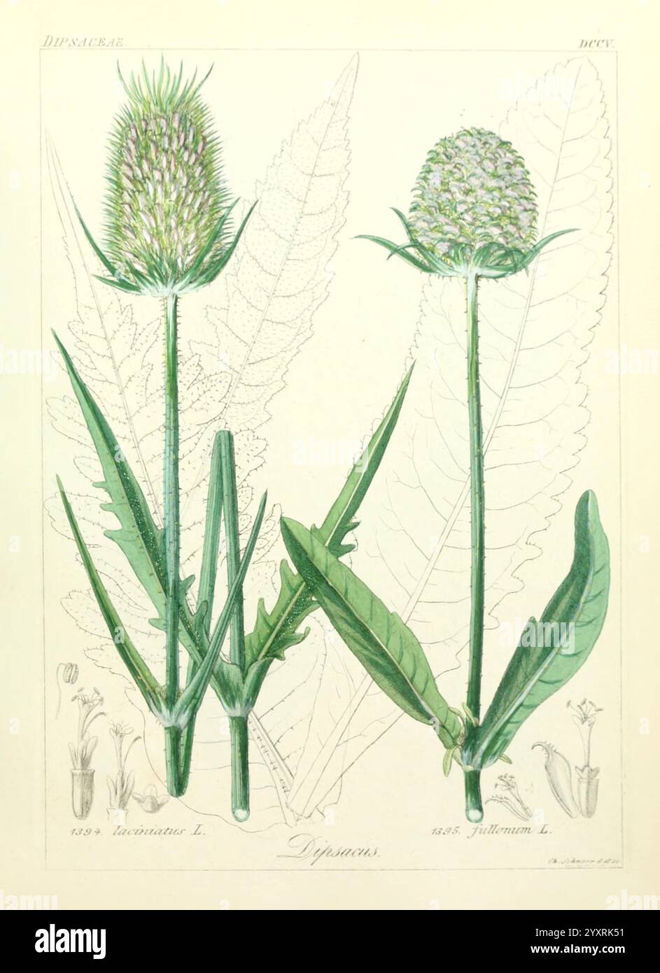 Icones florae Germanicae et Helveticae, simul Pedemontanae, Tirolensis, Istriacae, Dalmaticae, Austriacae, Hungaricae, Transylvanicae, Moravicae, Borussicae, Holsaticae, Belgicae, Hollandicae, ergo Mediae Europae, Lipsiae, F. Hofmeister , 1834-1912, [v. 1, 1850], Europe, Pictorial Works, plants., Une illustration botanique représentant la plante à fleurs ''Dipsacus', mettant en vedette deux tiges proéminentes ornées de têtes de fleurs rondes et épaisses au sommet de hautes tiges. Les feuilles sont allongées et en forme de lance, émanant de la base de chaque tige. Des croquis détaillés plus petits de la structure de la fleur sont présentés Banque D'Images