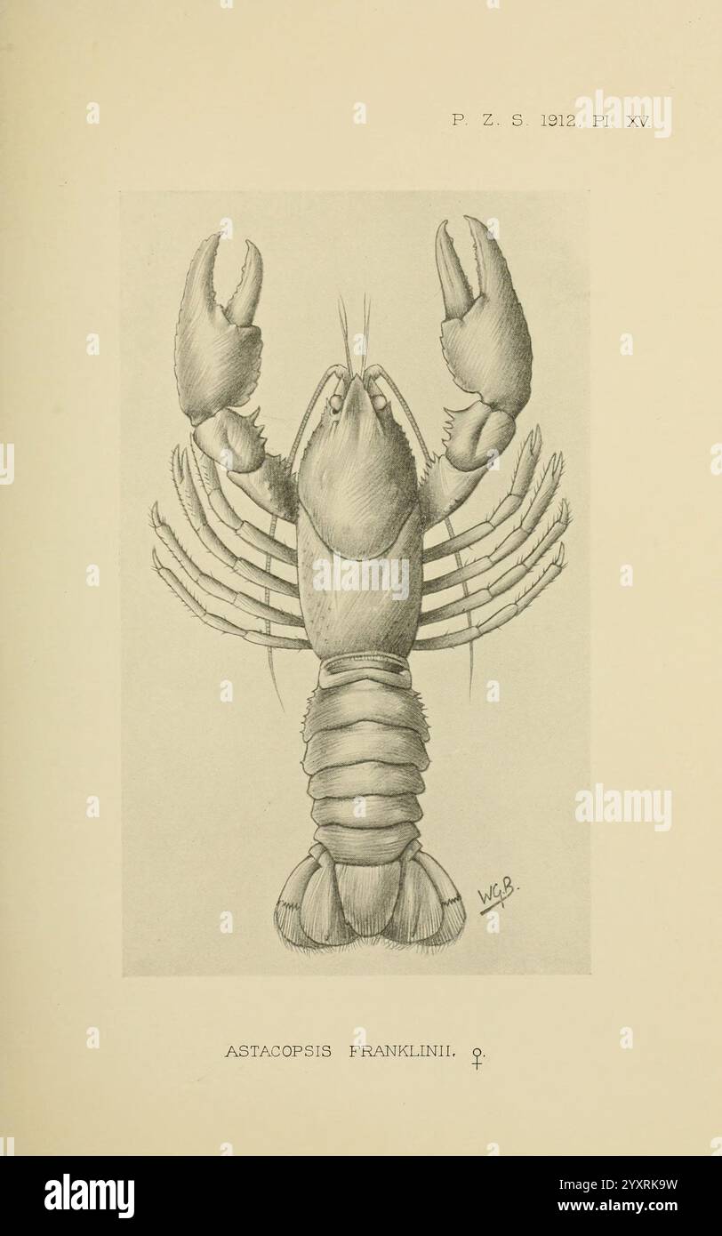 Proceedings of the Zoological Society of London, London, Academic Press, Periodicals Zoology Lobster, Une illustration détaillée de l'espèce Astacopsis franklinii, mettant en valeur ses caractéristiques et son anatomie distinctes. La représentation met en évidence les griffes robustes, le corps segmenté et les longues antennes de la créature, soulignant la texture et la structure de son exosquelette. L'illustration sert de référence pédagogique, donnant un aperçu de la morphologie de ce crustacé d'eau douce, souvent trouvé dans les rivières de Tasmanie. L'attention méticuleuse portée aux détails par l'artiste capture les motifs complexes du Banque D'Images