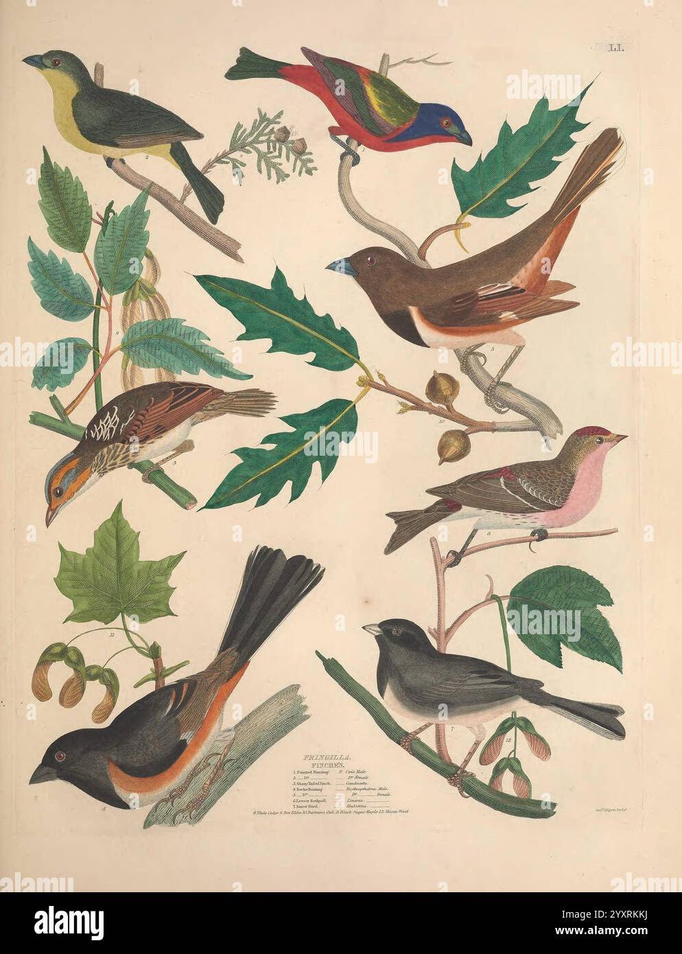 Illustrations of the American Ornithology of Alexander Wilson and Charles Lucien Bonaparte, Edinburgh, Frazer & Co, 1835, oiseaux, États-Unis, Amérique du Nord, œuvres picturales, Une collection vibrante de divers oiseaux est représentée, mettant en valeur leurs couleurs et caractéristiques uniques. La scène met en scène un oiseau aux couleurs frappantes en rouge et bleu perché parmi des branches feuillues, aux côtés d'un oiseau jaune-vert, et d'autres espèces présentant une gamme de tons terreux. Les feuilles de différents arbres sont illustrées, ajoutant texture et profondeur à la composition. Chaque oiseau est méticuleusement détaillé, soulignant leur distinctif Banque D'Images