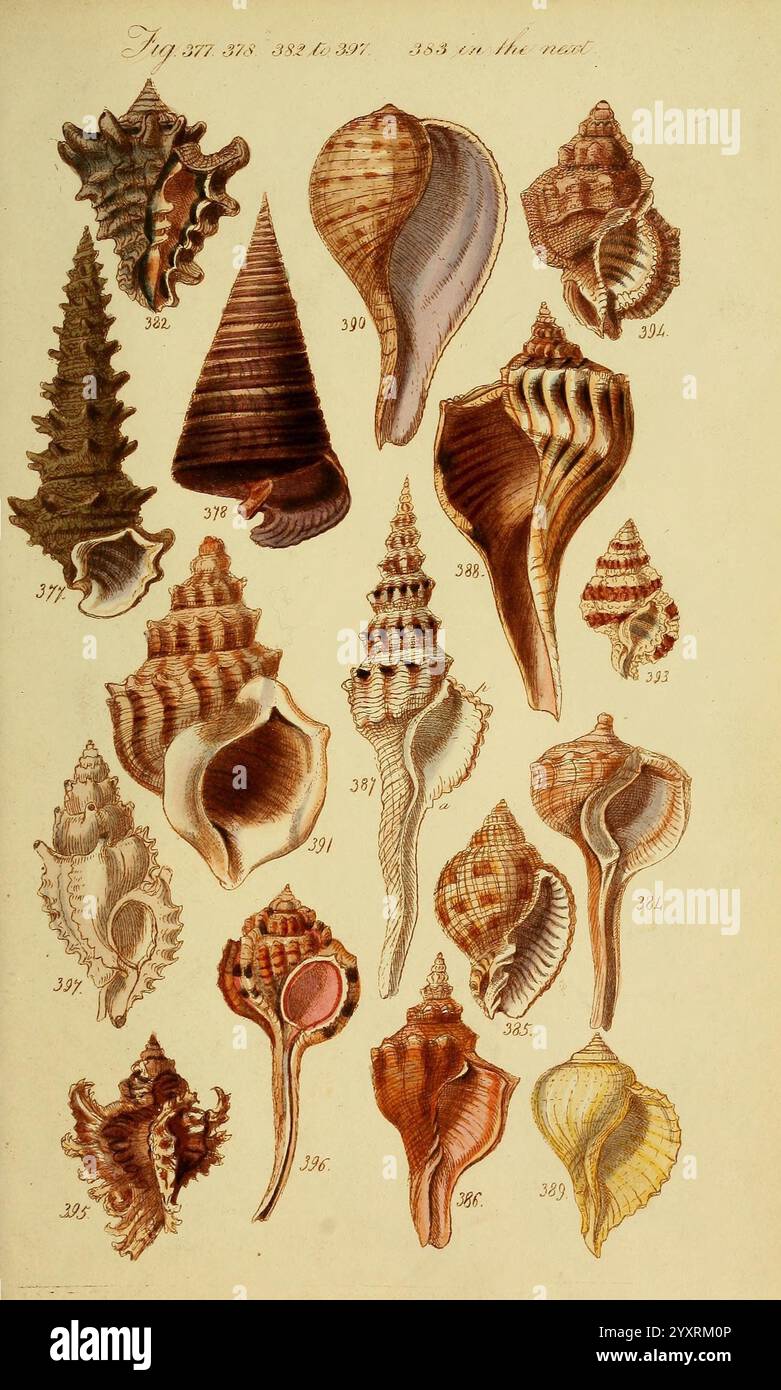 A, conchologique, manuel, première, édition, Londres, G.B. Sowerby, 1839, mollusques, cette collection présente un éventail diversifié de coquillages magnifiquement détaillés, mettant en valeur leurs formes, motifs et textures uniques. Chaque coquille varie considérablement en taille et en forme, certaines présentant des spirales et des crêtes complexes, tandis que d'autres présentent des surfaces lisses et courbes. L'illustration comprend des coquilles en forme de cône et arrondies, représentant diverses espèces trouvées dans les milieux marins. Chaque spécimen est numéroté pour référence, suggérant une étude systématique ou un catalogue de la biodiversité marine. L'utilisation de Banque D'Images