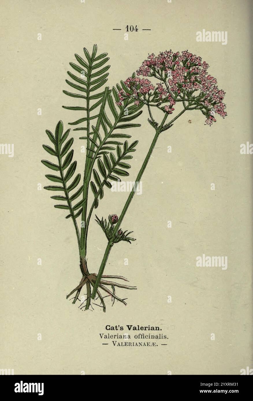 Fleurs de chemin et de bois Londres F. Warne 1895 Grande-Bretagne fleurs sauvages identification Botany Valeriana Officinalis, cette illustration représente la valériane du chat, scientifiquement connue sous le nom de Valeriana officinalis. La plante présente une tige haute et mince surmontée de délicates grappes de petites fleurs roses. Sous les fleurs, les feuilles sont minutieusement composées, présentant une série de feuillets verts et finement dentelés. Les racines de la plante sont également visibles, l'ancrant dans le sol. Cette représentation botanique met en évidence les détails complexes du feuillage et de la structure florale, empha Banque D'Images