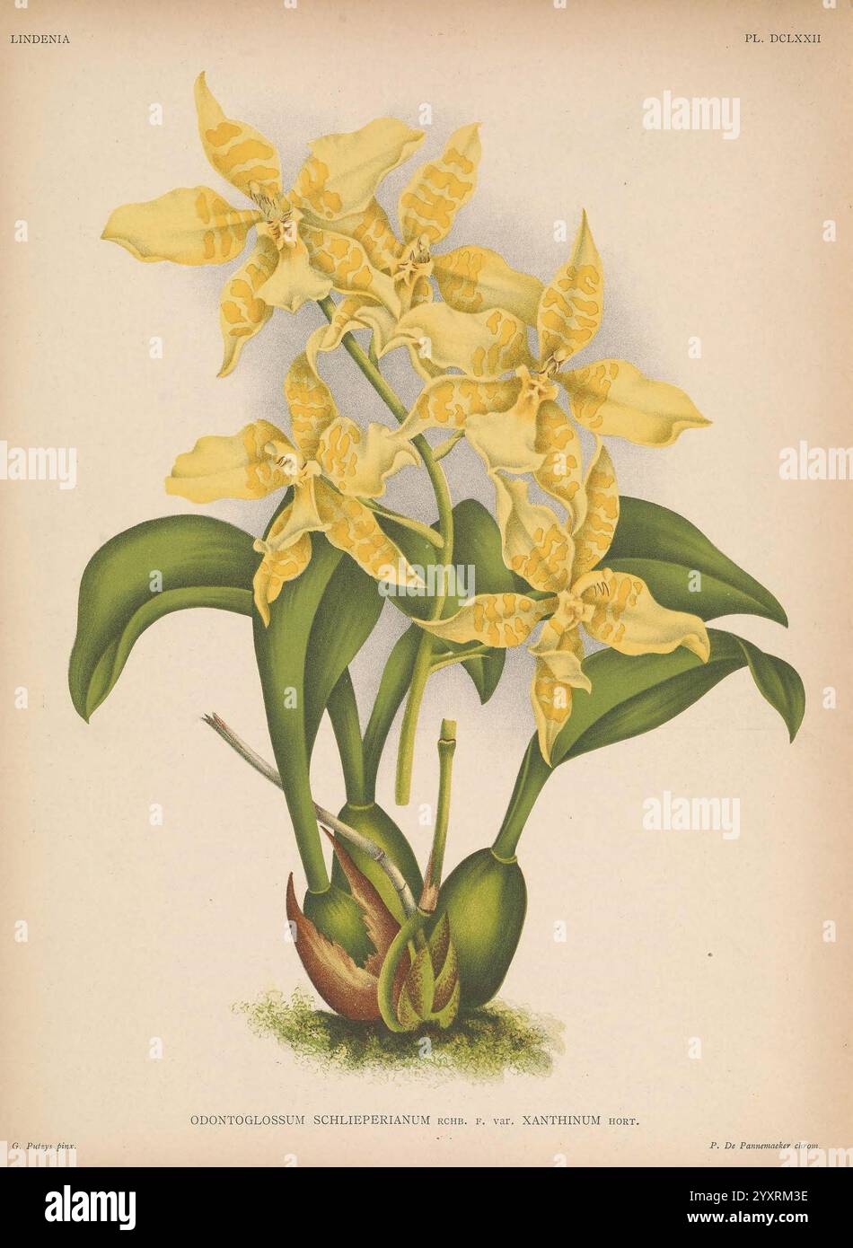 Lindenia Gand [Belgique] impr. F. Meyer-van Loo 1885-1906 guides de classification identification nomenclature nomenclature populaire Orchidaceae orchidées œuvres picturales terminologie fleurs tiges feuilles, cette œuvre présente une illustration magnifiquement détaillée de l'orchidée Odontoglossum Schlechtendalii, mettant en valeur ses pétales à motifs jaunes et bruns frappants qui se propagent élégamment à partir de la tige centrale. La composition comprend également des feuilles vertes luxuriantes, offrant un contraste vibrant à l'affichage floral. Le design complexe met en évidence la structure délicate de chaque fleur, mettant l'accent sur l'orchi Banque D'Images