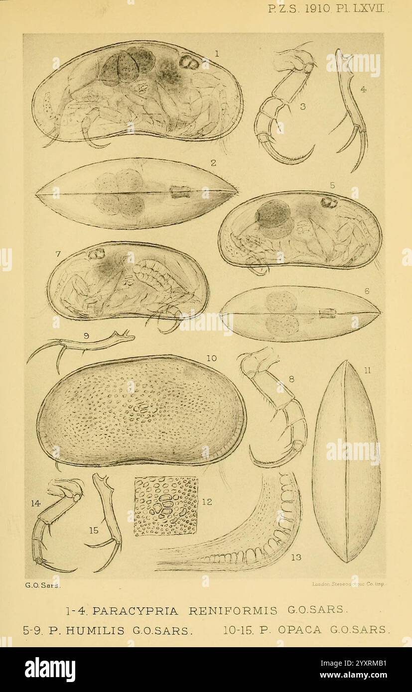 Proceedings of the Zoological Society of London, London, Academic Press Periodicals, Zoology, cette illustration présente diverses représentations de spécimens de crustacés, en se concentrant spécifiquement sur la morphologie de différentes espèces. Les sections numérotées détaillent l'anatomie de Paracypria reniformis, Paracypria humilis et Paracypria opaca, mettant en évidence des caractéristiques telles que la forme de la coquille, les appendices et les structures internes. Chaque spécimen est étiqueté avec son nom scientifique, accompagné de dessins détaillés qui soulignent les caractéristiques distinctes de leurs exosquelettes et de leurs membres. La mise en page présente un c. Banque D'Images