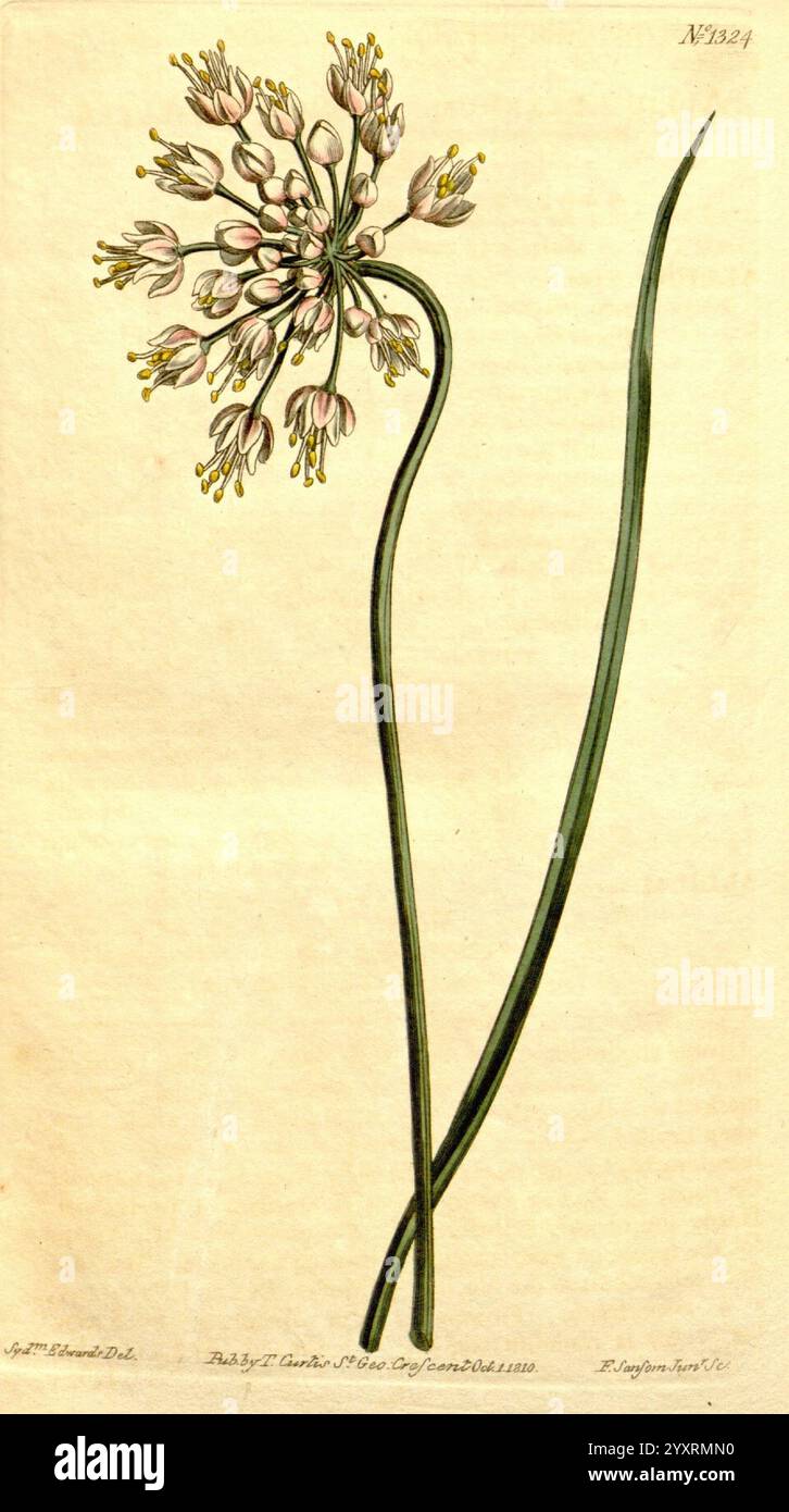 Curtis's Botanical Magazine Londres New York etc Illustration botanique botanique périodiques œuvres picturales plantes ornementales Curtis Allium Cernuum taxonomie : famille = Amaryllidaceae Amérique du Nord, Une illustration botanique délicate mettant en valeur une plante à fleurs avec de longues feuilles vertes minces et une tige proéminente surmontée d'un amas de petites fleurs blanches et roses. Les fleurs sont disposées en une formation ressemblant à un parapluie, affichant des détails complexes dans leur structure de pétales. La présentation générale met en évidence l'élégance et la forme de la plante, soulignant la beauté de son design naturel. T Banque D'Images