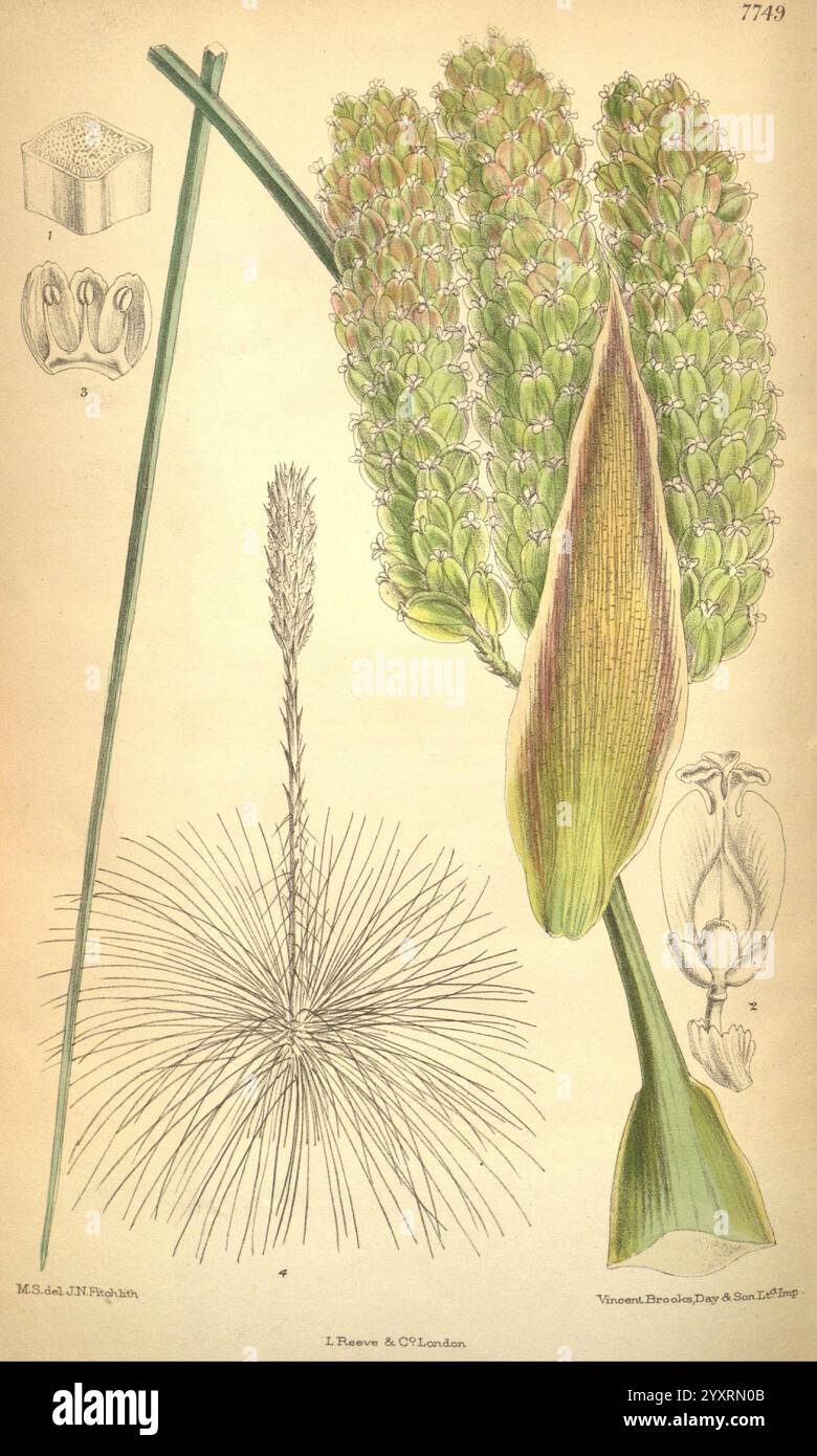 Curtis's Botanical Magazine, Londres, New York, botanique, périodiques, œuvres picturales, Matilda Smith, Mexique, Dasylirion, Quadrangulatum, Curtis, fleurs, Joseph Dalton Hooker, femmes en science, Matilda Smith, la composition comporte une illustration botanique détaillée mettant en valeur divers éléments d'une plante à fleurs. Une inflorescence avec des épillets verts étroitement tassés, caractéristique d'une espèce d'herbe, est bien visible. À gauche, une représentation stylisée d'une touffe ressemblant à du coton met en valeur l'arrangement floral plumeux de la plante. A côté, une section de la plante révélant son allongée Banque D'Images