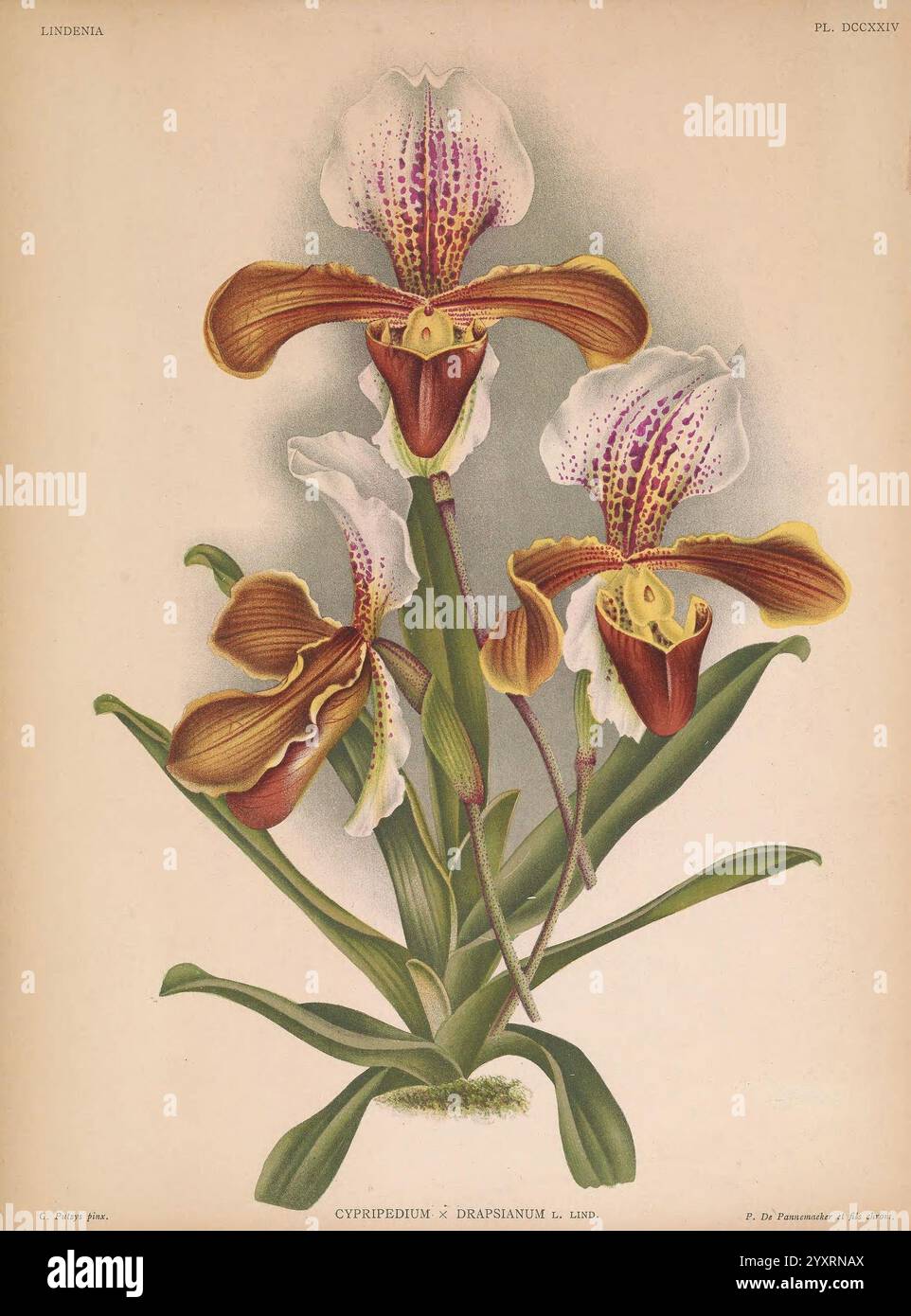 Lindenia, Gand [Belgique], Impr. F. Meyer-van Loo, 1885-1906, classification, guides, nomenclature, nomenclature populaire, Orchidaceae, orchidées, œuvres picturales, terminologie, fleurs, tiges, feuilles, Une représentation magnifiquement illustrée de l'orchidée Cypripedium Drapanium, mettant en valeur ses caractéristiques frappantes. Les fleurs vibrantes affichent un mélange de jaunes riches et de violets profonds, accentués par de délicats pétales blancs. La plante est ornée de multiples grandes fleurs élégantes, chacune finement détaillée avec des taches et des motifs qui soulignent ses caractéristiques uniques. Les feuilles vertes luxuriantes Banque D'Images