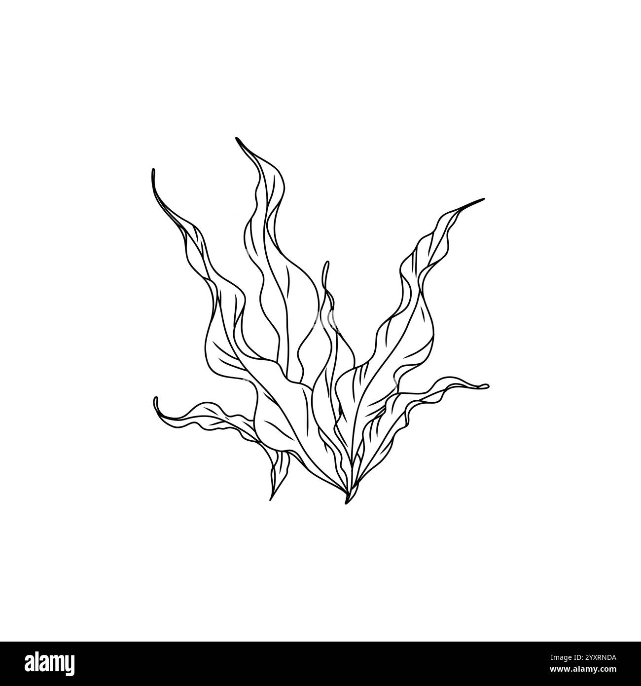 Illustration graphique d'algues vertes dessinées à la main. Dessin naturel Illustration de Vecteur