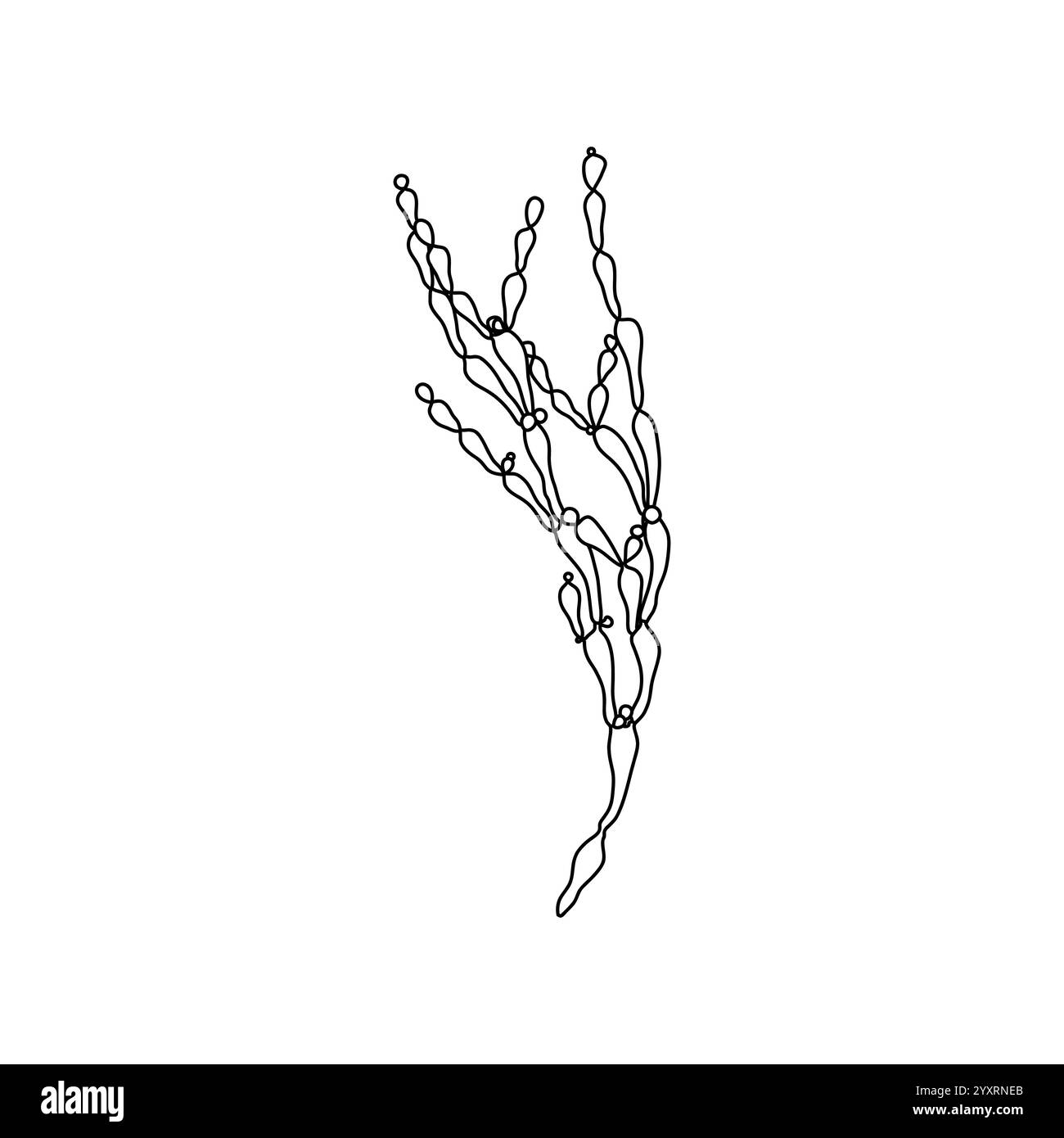 Illustration graphique d'algues rouges dessinée à la main. Dessin naturel Illustration de Vecteur