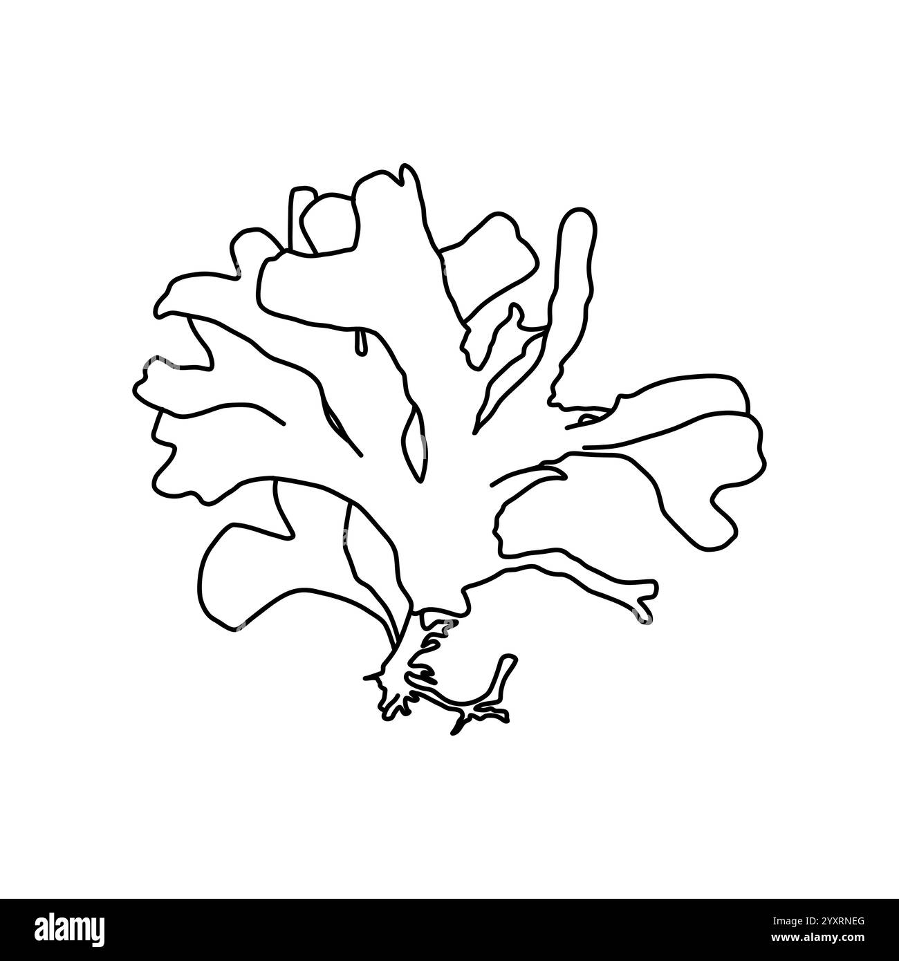 Dessin à la main algues rouges Rhodymenia pseudopalmata algues illustration graphique. Dessin naturel Illustration de Vecteur