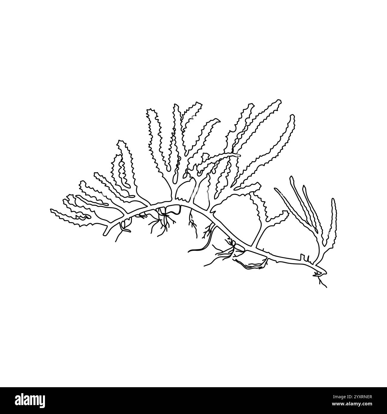 Illustration graphique d'algues en forme de bois vert dessiné à la main (Cauleroa serrulata) algues. Dessin naturel Illustration de Vecteur