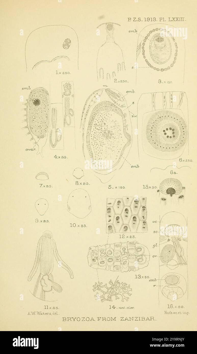 Proceedings of the Zoological Society of London, London, Academic Press, 1833-1965. Dierkunde, périodiques, Zoologie, cette illustration présente diverses espèces de bryozoaires, documentées à Zanzibar. Chaque spécimen est méticuleusement étiqueté avec un numéro de figure correspondant, soulignant les caractéristiques et les structures distinctes de ces invertébrés aquatiques. La collection comprend une gamme de grossissements, offrant un aperçu de la morphologie et de la complexité des colonies de bryozoaires. Des structures anatomiques détaillées telles que des zooïdes, des statoblastes et des mécanismes d'alimentation sont présentées, mettant en valeur les plongeurs Banque D'Images