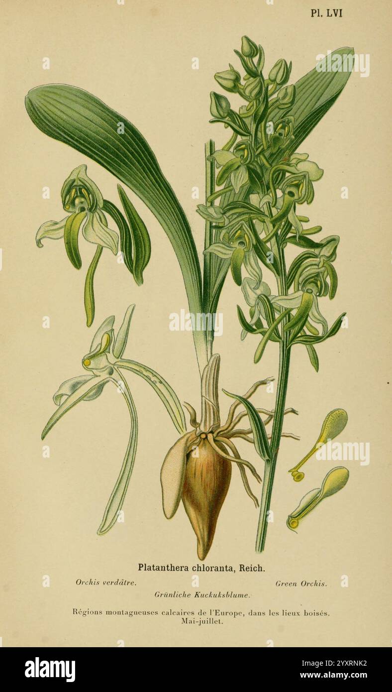 Album des orchidées de l'Europe centrale et septentrionale, Genève, librairie Georg, 1899, Europe, Orchidaceae, The New York Botanical Garden, Pictorial Works, Platanthera chlorantha, l'illustration présente Platanthera chlorantha, communément appelée la plus grande orchidée papillon, mettant en valeur ses fleurs jaune verdâtre distinctes disposées en épi dense. Le dessin détaillé souligne la forme élégante des fleurs, avec leurs pétales longs et minces qui se courbent gracieusement. Sous les fleurs, une représentation du système racinaire de la plante révèle une structure bulbeuse, indiquant sa stratégie pour les nutriments Banque D'Images
