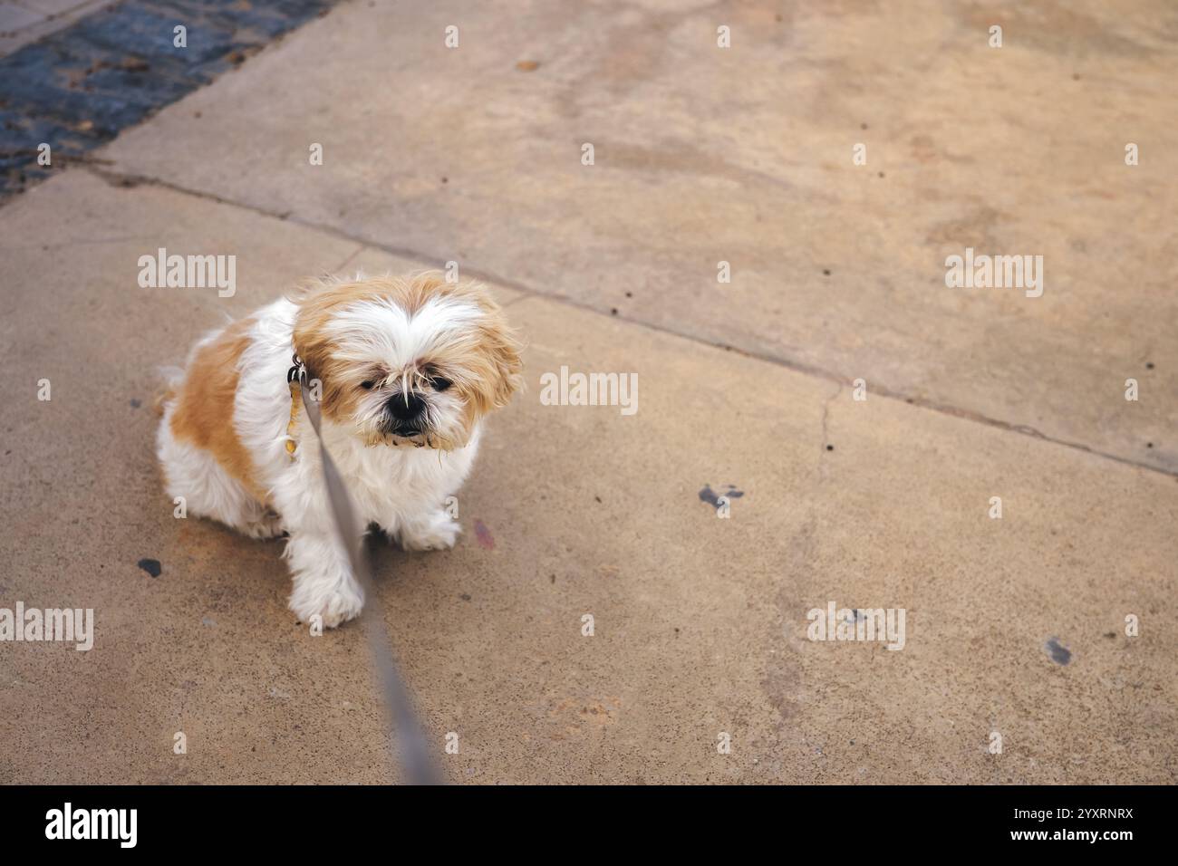 Un petit chien Shih Tzu blanc et brun est assis sur le trottoir. Le chien porte une laisse et il regarde quelque chose. Concept animaux. Banque D'Images