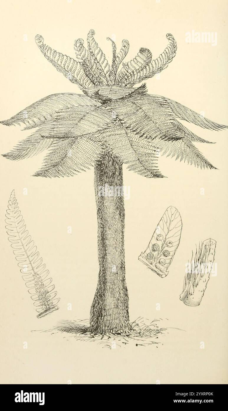 Le fleuriste et pomologiste London 'Journal of horticulture' Office, 1863-1879 Grande-Bretagne jardinage périodiques fleurs jardinage culture fruitière, une illustration au rendu complexe représente une grande plante stylisée ressemblant à un arbre avec un tronc robuste et une couronne de frondes tordues et plumeuses au sommet. Autour de la figure principale se trouvent diverses structures ressemblant à des fougères, présentant différentes formes et motifs. Le feuillage présente des lignes détaillées, mettant en valeur les textures délicates des feuilles. La composition souligne la diversité botanique et la beauté de ces plantes anciennes, invitant à la contemplation Banque D'Images