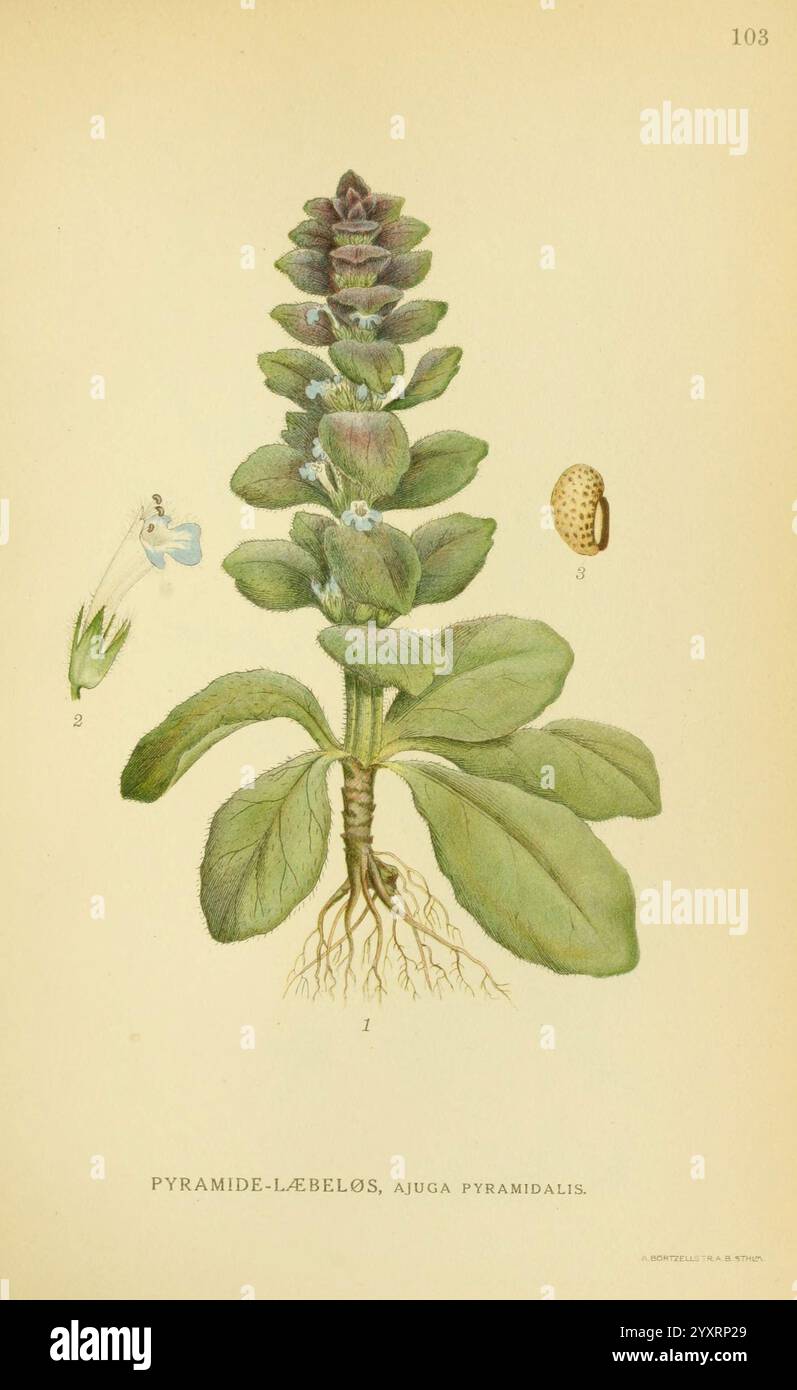 Billeder af nordens Flora. v.1 København, G.E.C. Gad's Forlag, 1917-1927, plants, finland, scandinavie, le jardin botanique de New york, des œuvres picturales, ajuga pyramidalis, l'illustration présente une plante étiquetée ''Pyramide-Læbelos, Ajuga pyramidalis''. La représentation centrale montre la plante dans son intégralité, mettant en évidence sa grande tige ornée de grappes de petites fleurs bleues. Les feuilles sont larges et disposées dans une rosette à la base, mettant en valeur leurs bords lisses et leur couleur verte vibrante. Accompagnant la plante principale sont des dessins détaillés d'une fleur et d'une graine, numérotés comme parties 2 et 3, whi Banque D'Images