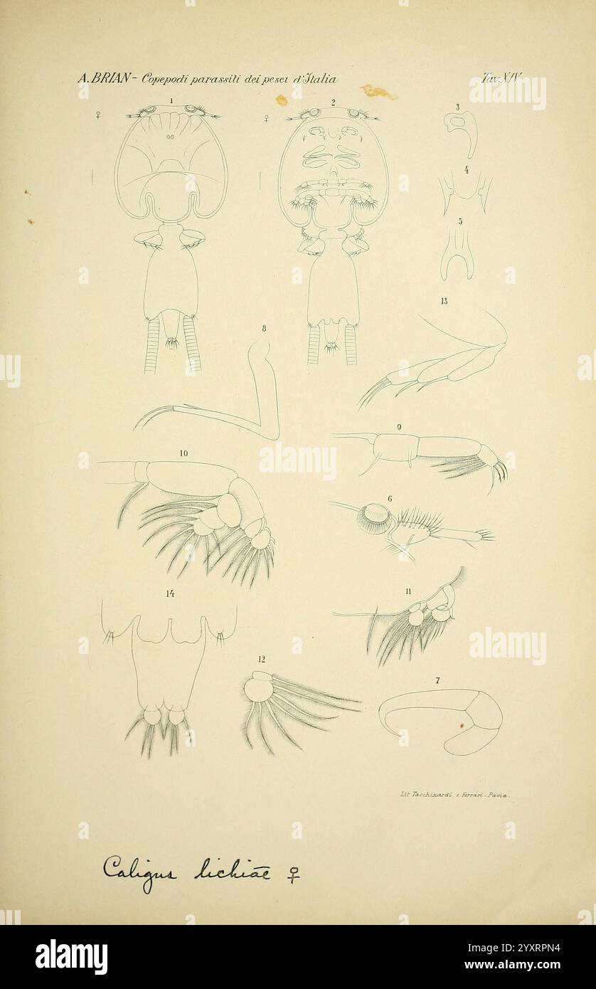 Copepodi, parassiti, dei, pesci, d'Italia, (CON XXI tavole). Genova, R. Istituto Sordomuti, 1906., l'illustration représente une série de diagrammes scientifiques détaillés présentant diverses caractéristiques anatomiques des céphalopodes, mettant en évidence spécifiquement la morphologie de différentes parties telles que les tentacules, les becs et d'autres structures critiques. Il y a des figures numérotées qui étiquettent systématiquement chaque partie pour plus de clarté, aidant à l'étude de ces fascinantes créatures marines. Les diagrammes servent de ressource précieuse pour comprendre la physiologie des céphalopodes, en mettant l'accent sur la complexité et les plongeurs Banque D'Images