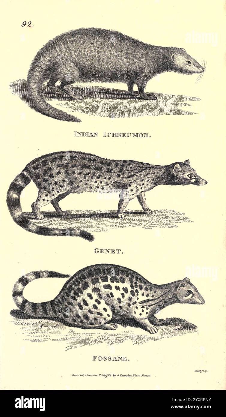 Général, zoologie, ou systématique, histoire naturelle pt. Londres, imprimé pour G. Kearsley, 1800-1826, Zoology, l'illustration présente une représentation détaillée de trois mammifères carnivores distincts de différentes familles. Au sommet se trouve l'ichneumon indien, caractérisé par son corps allongé et ses membres élancés, souvent connu pour son adaptabilité dans divers habitats. En dessous, il y a le Genet, mettant en valeur sa forme épurée et sa fourrure tachetée, ce qui aide au camouflage parmi le feuillage. Enfin, l'illustration présente le Possane, remarquable pour ses marques distinctives et son physique agile, soulignant son R Banque D'Images