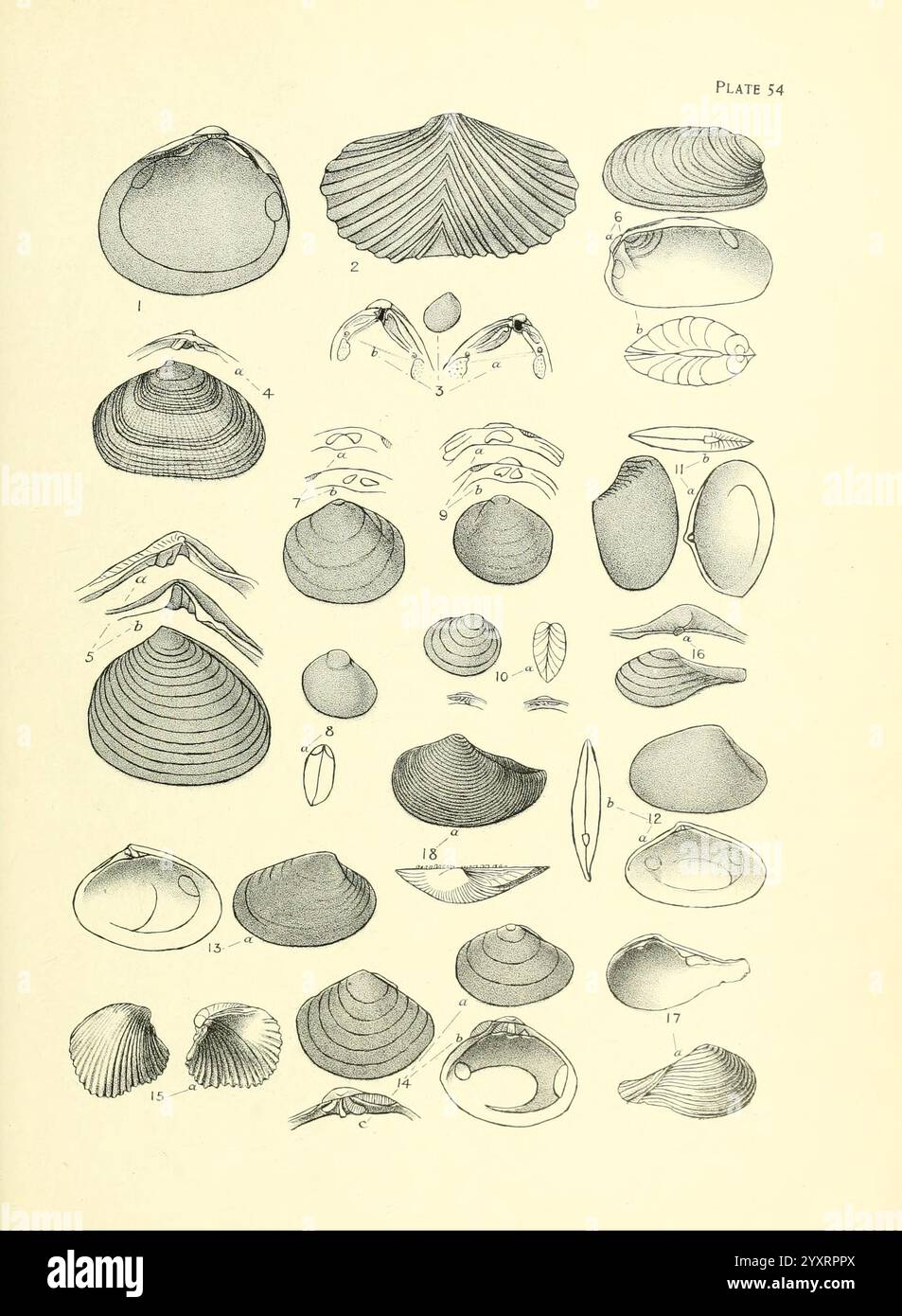 Manual of the New Zealand Mollusca, Wellington, N. Z, J. Mackay, govt. Imprimeur, 1913-1915, Nouvelle-Zélande, mollusques, Corneocyclas novaezelandiae, Leptomya linteau, Ledafastidiosa, Myllitas towei, Rochefortia donaciformis, Sphaerium novaezelandiae, Tellina charlottae, Tellina huttoni, Verticordia setosa, Cuspidaria trailii, espèce néo-zélandaise, Lasaea neozelanica, Pachykellya edwardsi, Cyamium oblongum, Cuspidaria fairchildi, Corneocyclas hodgkini, Tellina urinatoria, Rochefortia reniformis, Une collection de divers spécimens de coquille, méticuleusement illustrés pour identification et étude. L'arrangement showc Banque D'Images