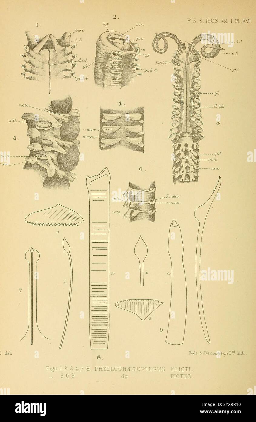 Proceedings of the Zoological Society of London, London, Academic Press, Zoology, périodiques, zoologie, cette illustration présente une série de dessins anatomiques détaillés et de diagrammes liés au genre Phyllochiridopters, en particulier l'espèce représentée comme ''Elioti Pigius''. L'agencement comprend des figures étiquetées présentant diverses caractéristiques telles que des épines, des nageoires et d'autres caractéristiques morphologiques. Les sections numérotées mettent en évidence différentes structures anatomiques, facilitant une compréhension complète de la biologie de l'organisme. Certains dessins représentent les éléments squelettiques, tandis que d'autres Banque D'Images