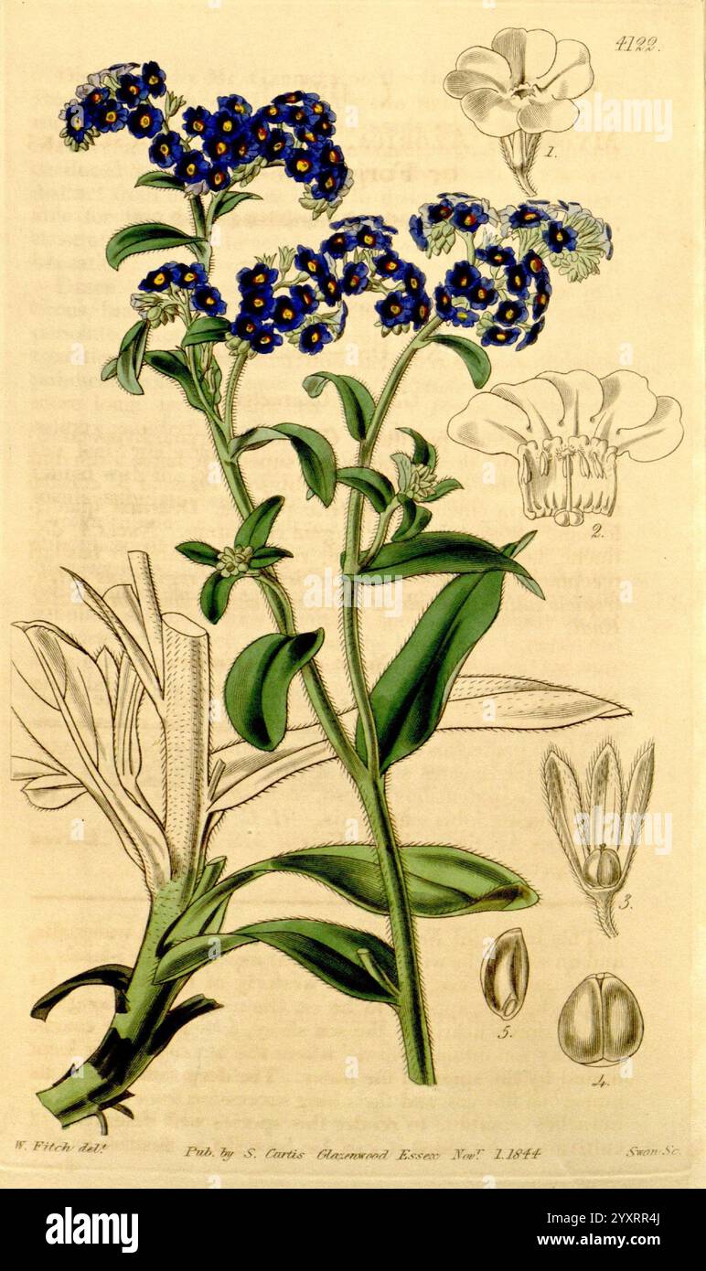 Curtis's Botanical Magazine, Londres, New York, illustration botanique, botanique, périodiques, œuvres picturales, plantes ornementales, Curtis, Une illustration botanique détaillée mettant en valeur une plante à fleurs caractérisée par des grappes de fleurs bleues vibrantes ornées de centres jaunes. Les feuilles de la plante sont larges et vertes, présentant une texture lisse. Accompagnant l'illustration principale sont des croquis supplémentaires étiquetés avec des numéros, représentant la structure de la fleur, y compris divers détails tels que les pétales individuels et les parties reproductrices. Cette œuvre met en valeur la beauté complexe de la plante, e. Banque D'Images